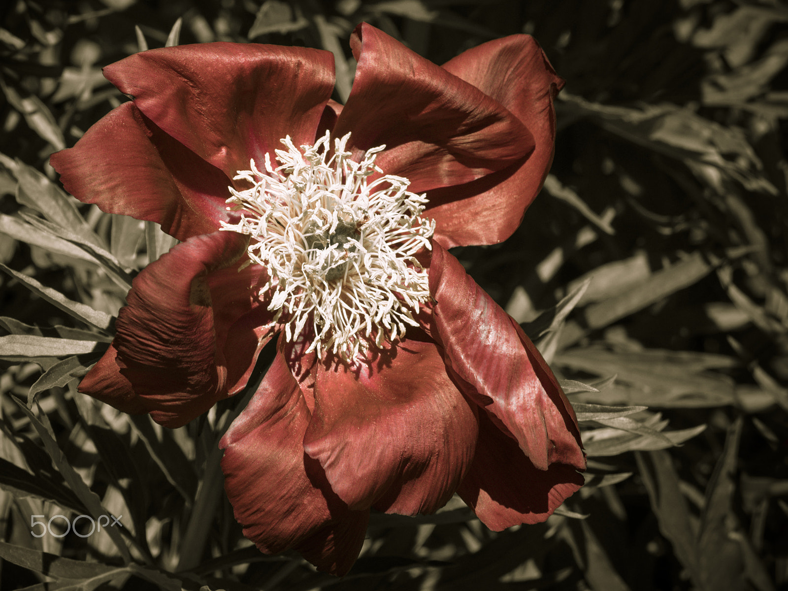 Olympus OM-D E-M1 sample photo. Large peony flower photography