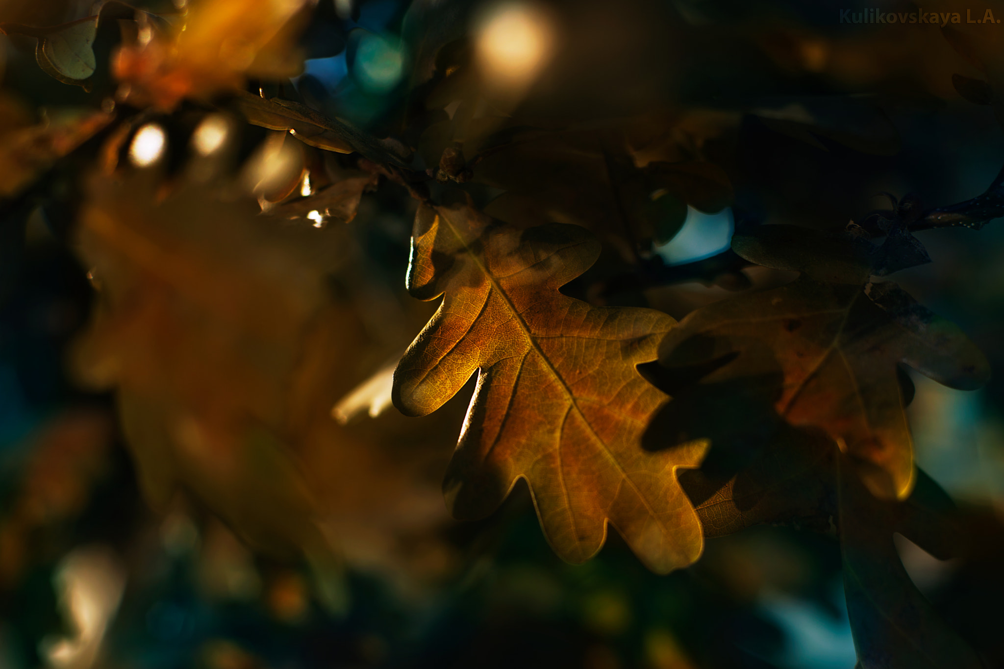 Sony SLT-A77 sample photo. осенние листья photography