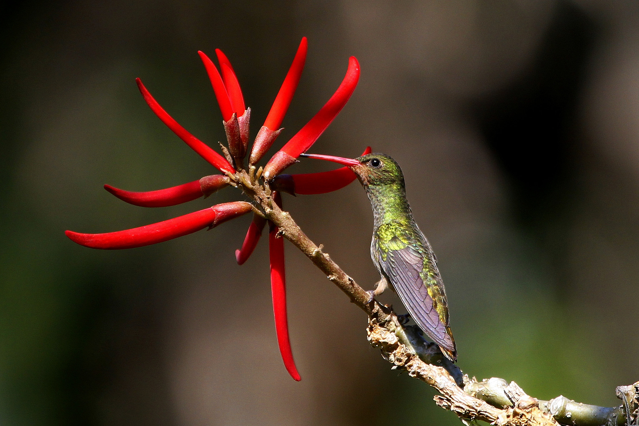 Canon EF 100-400mm F4.5-5.6L IS USM sample photo. Gilded hummingbird photography