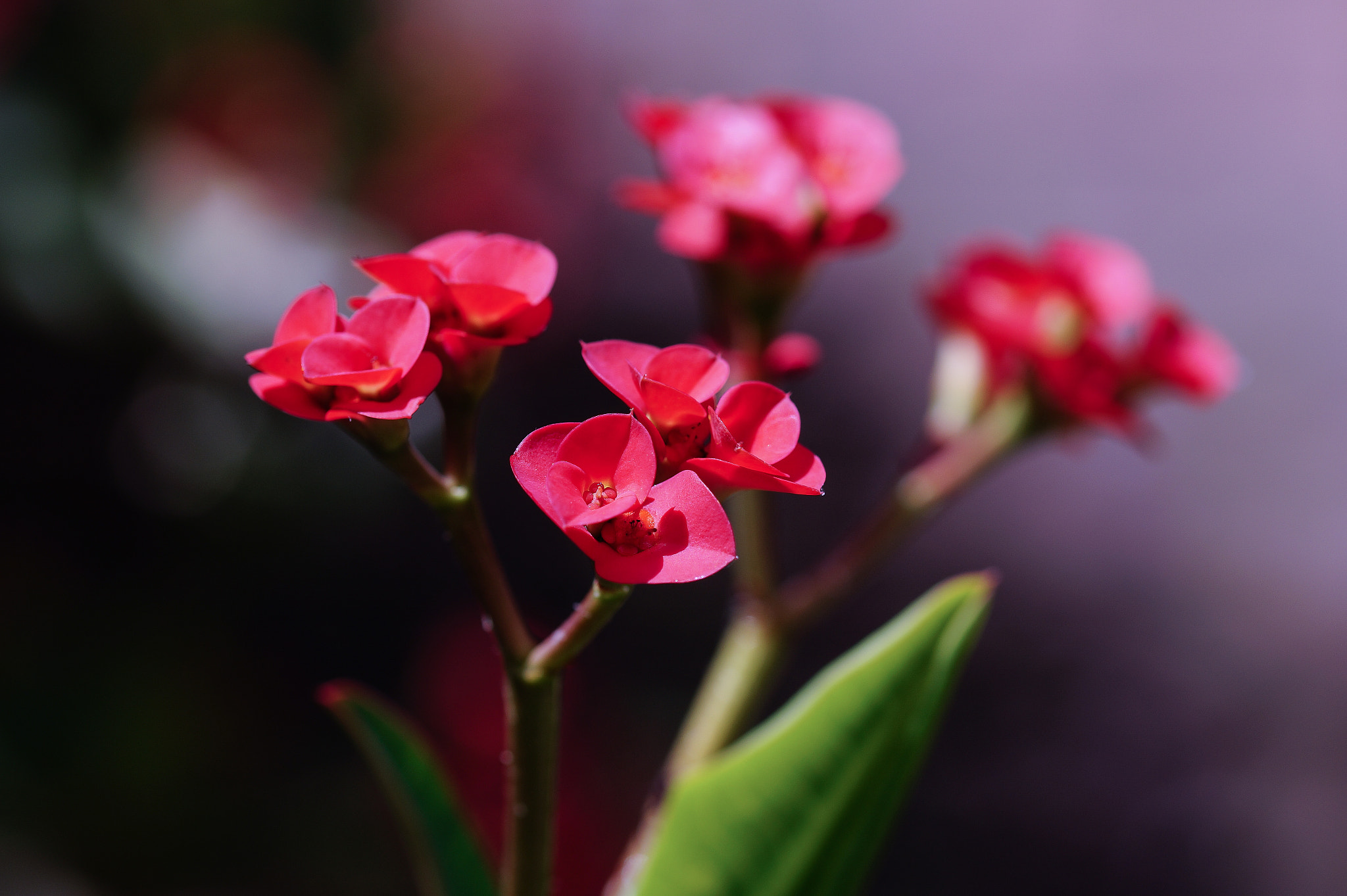 Sony SLT-A58 + 105mm F2.8 sample photo. Abg_20161119_07 photography