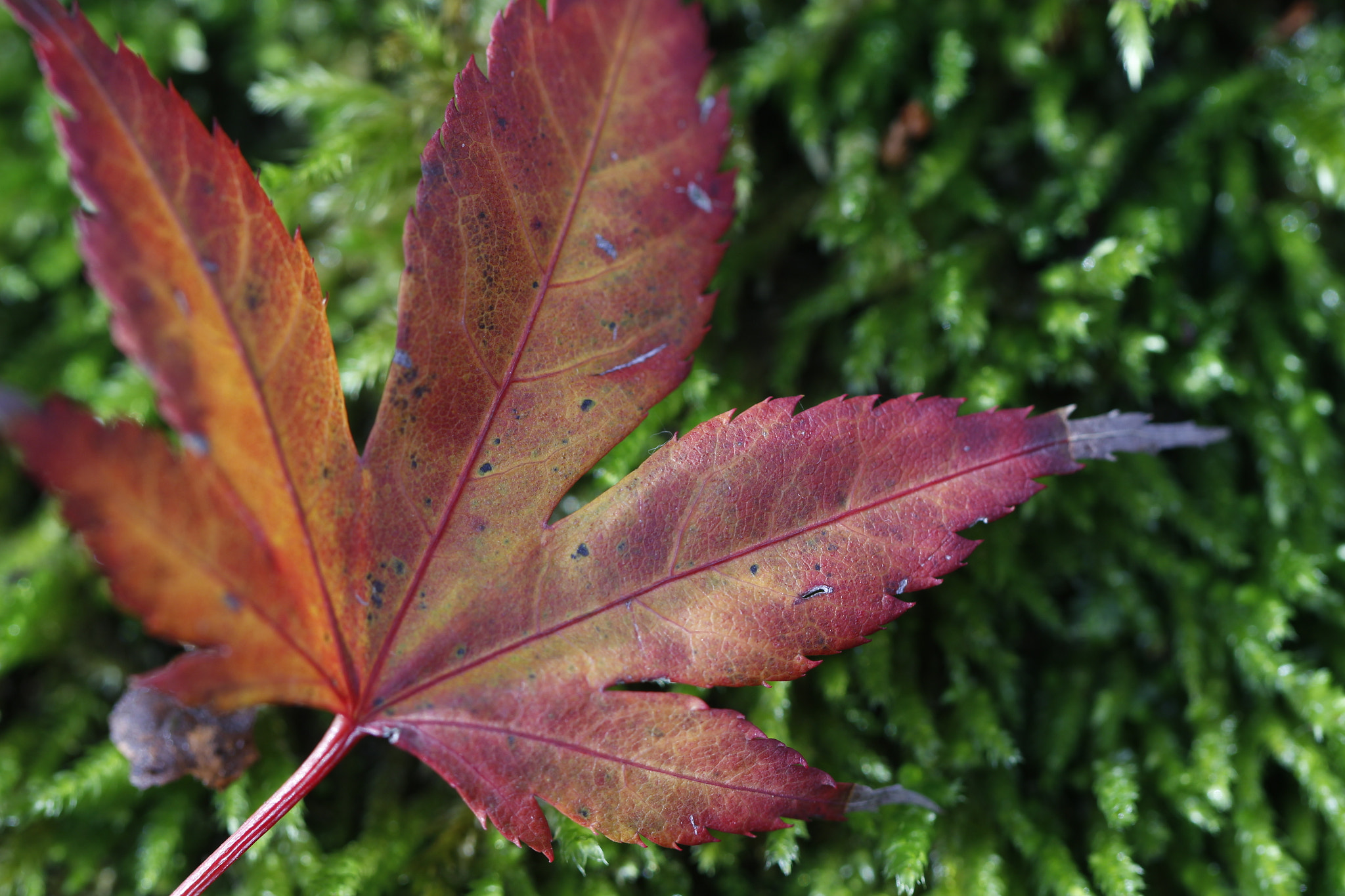 Canon EF 100mm F2.8L Macro IS USM sample photo. Hoja roja photography