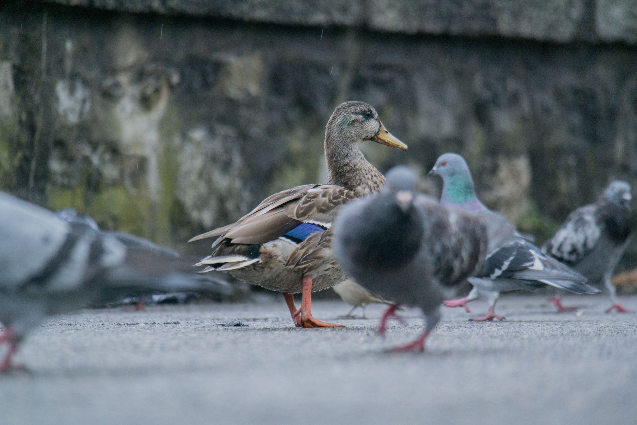 Samsung NX300 + Samsung NX 50-200mm F4-5.6 ED OIS sample photo. Geneva - switzerland photography