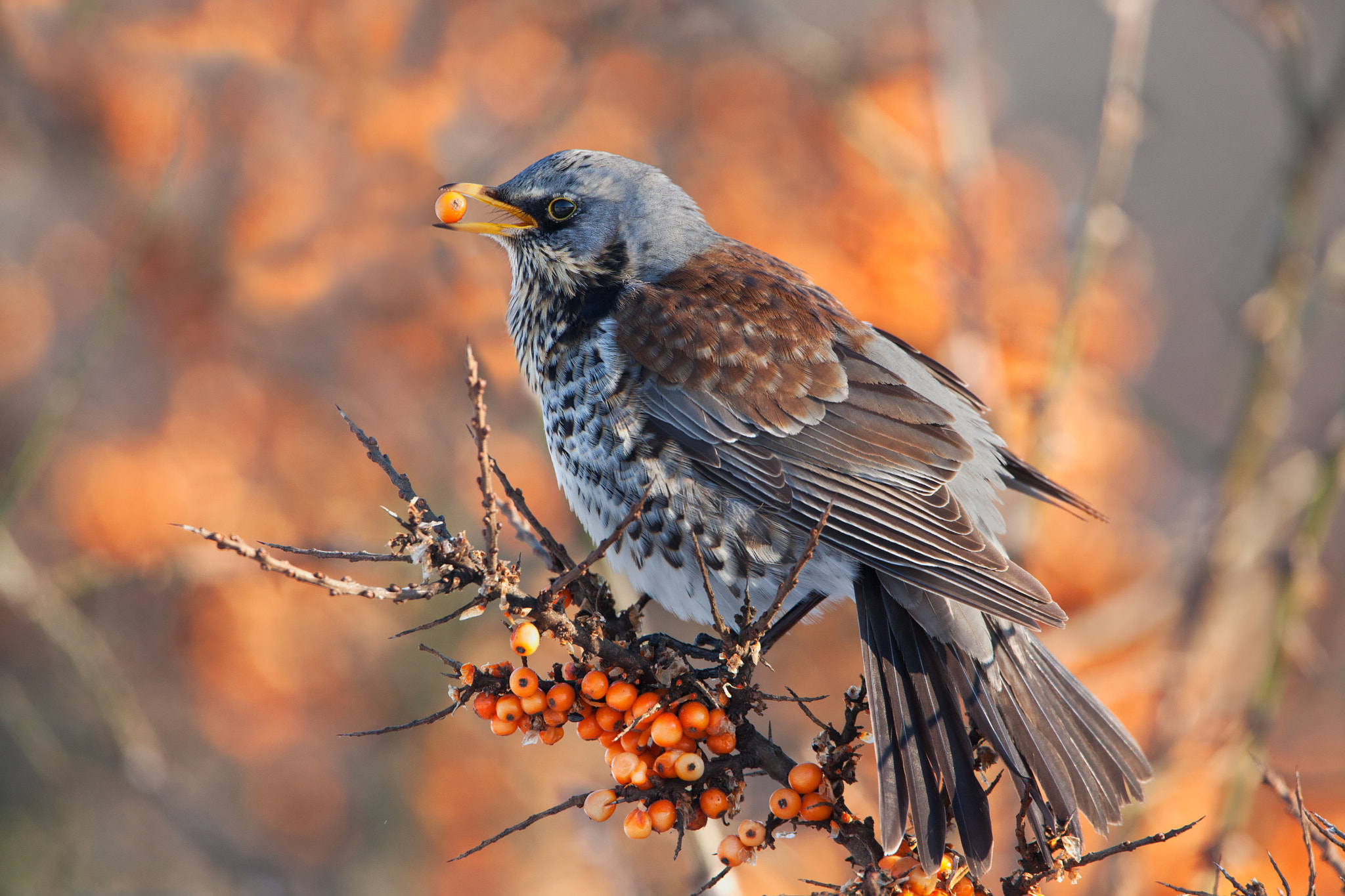 Canon EF 500mm F4L IS USM sample photo. Fieldfare photography