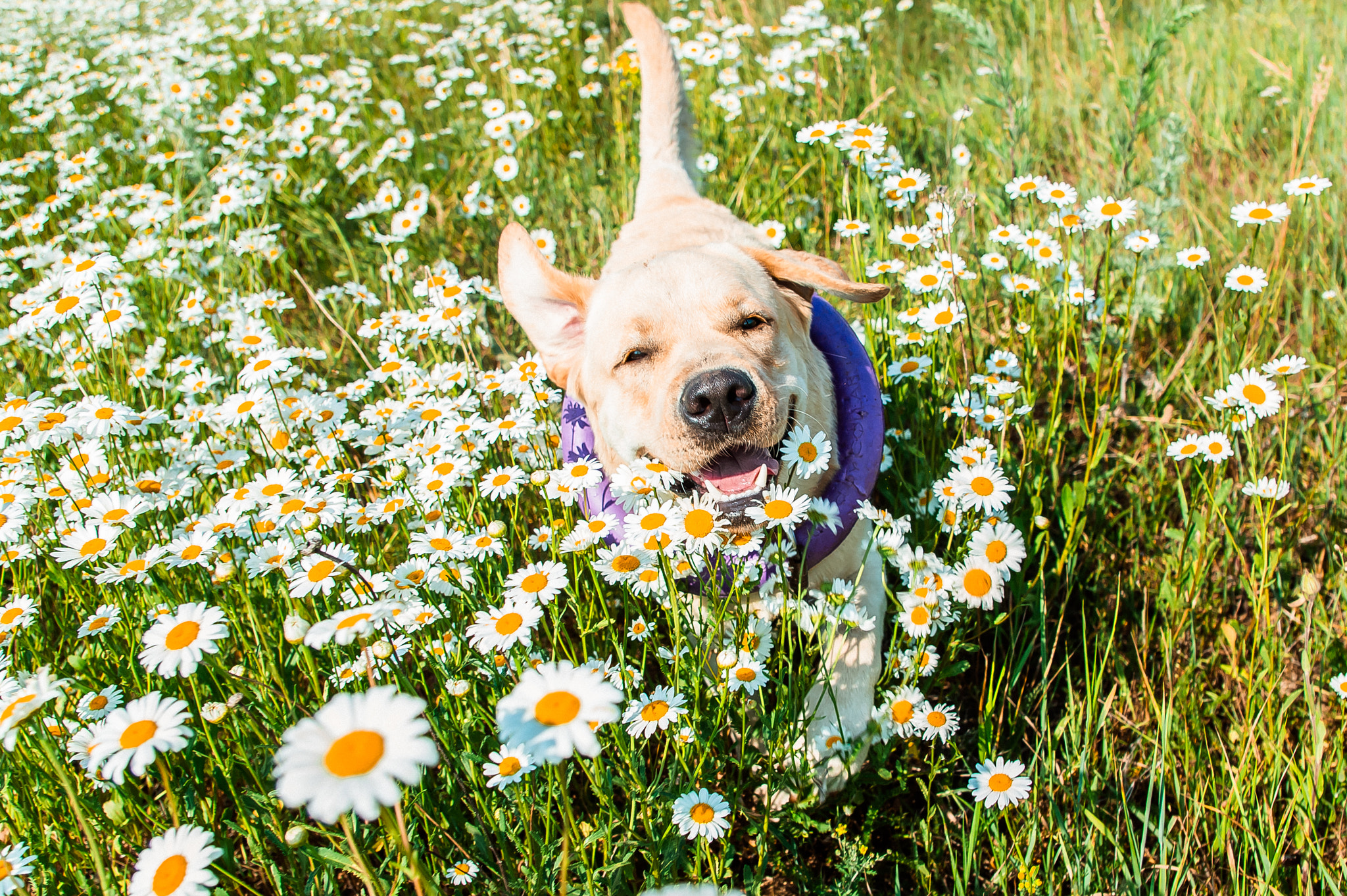 Sony Alpha DSLR-A550 + Sony DT 16-50mm F2.8 SSM sample photo. Joy in daisies photography