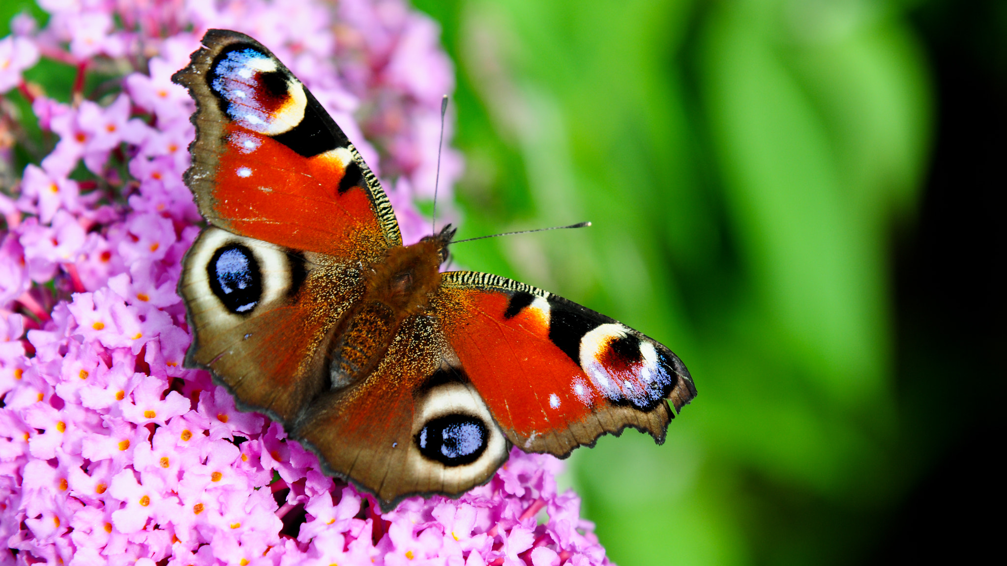 Nikon D300S sample photo. Beautiful butterfly - summer in denmark photography