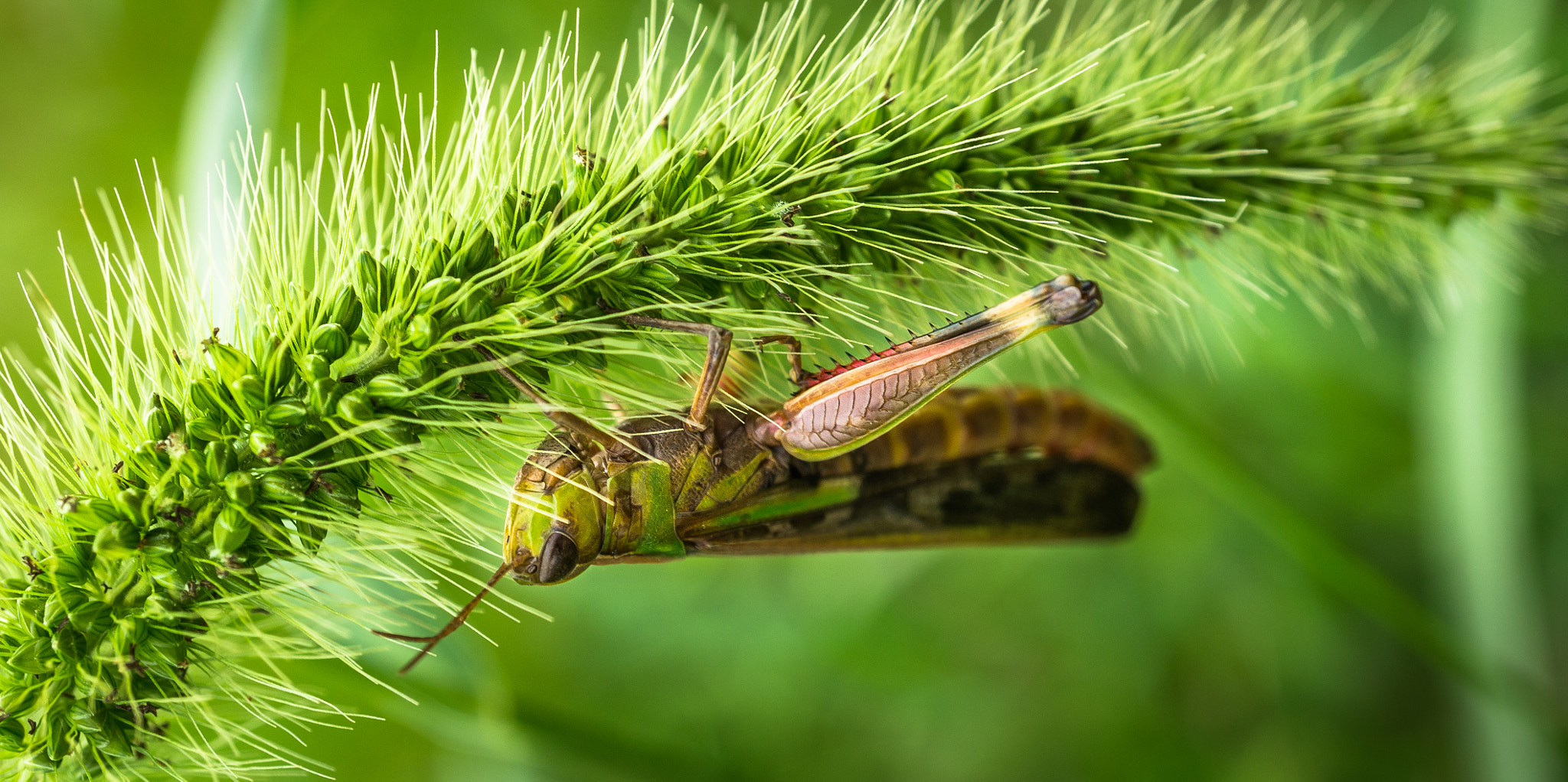 Sony Alpha NEX-5N + Sony E 30mm F3.5 Macro sample photo. Jiminy cricket photography