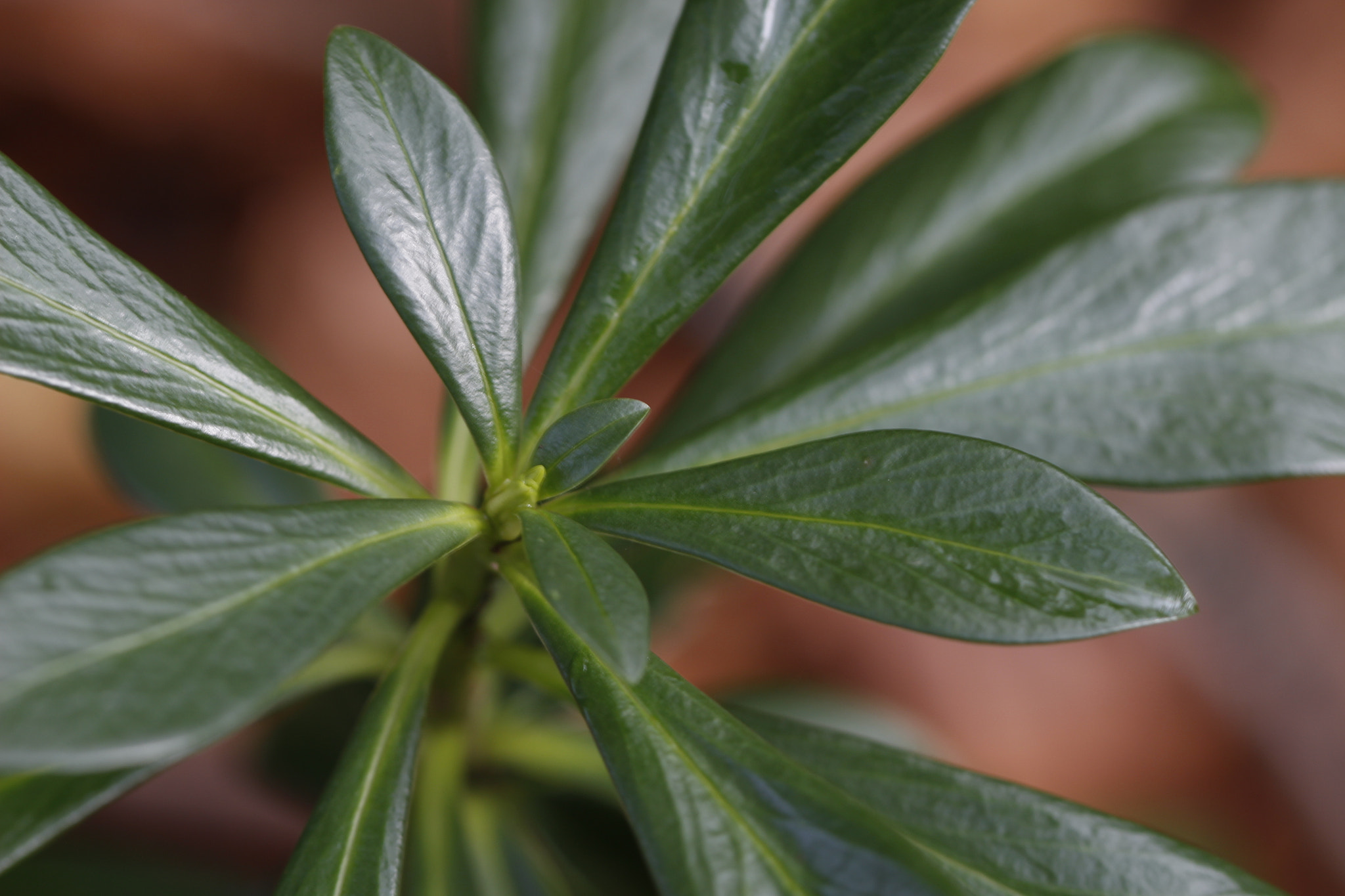 Canon EF 100mm F2.8L Macro IS USM sample photo. Hoja verde photography