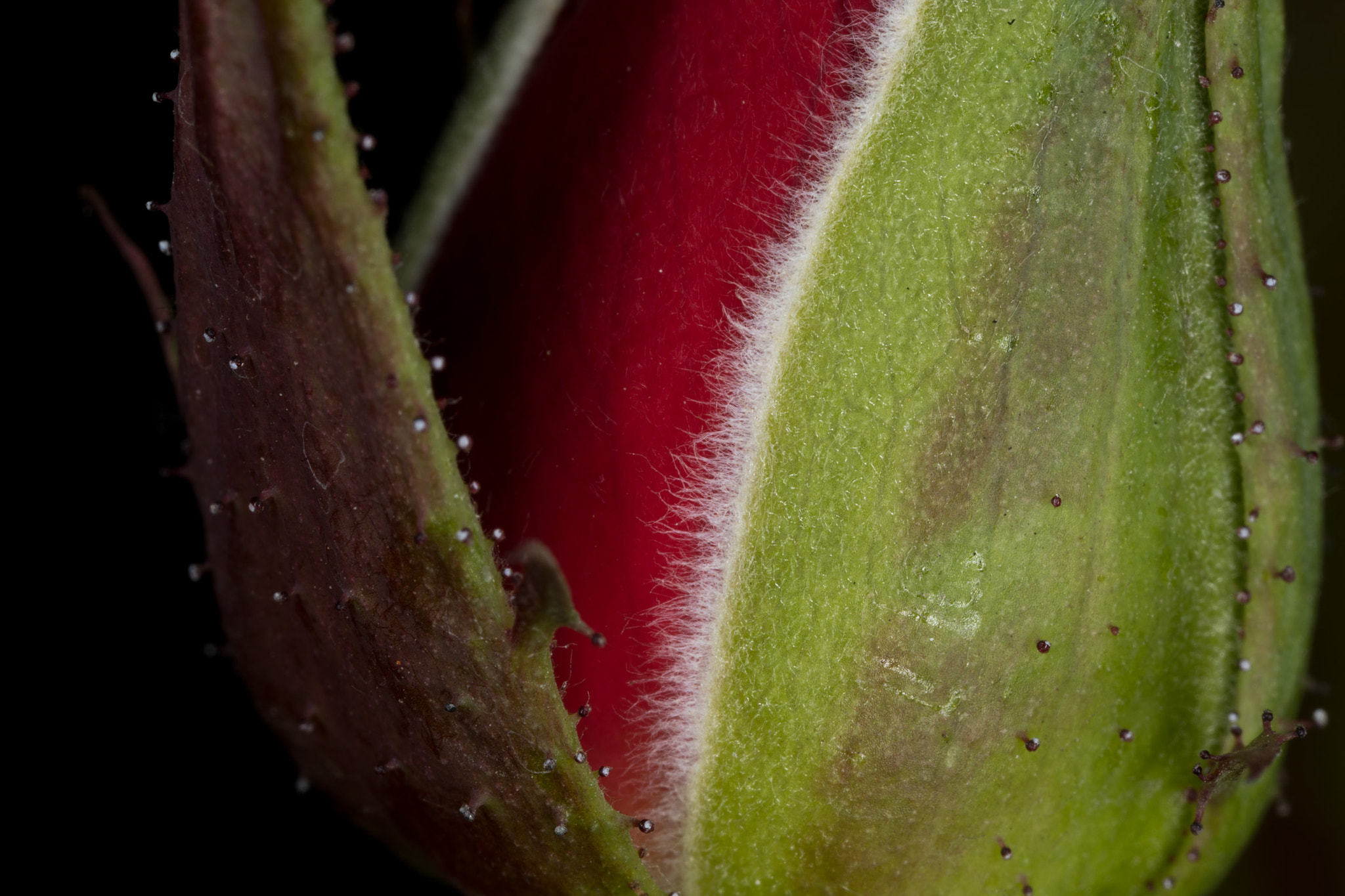 Canon MP-E 65mm F2.5 1-5x Macro Photo sample photo