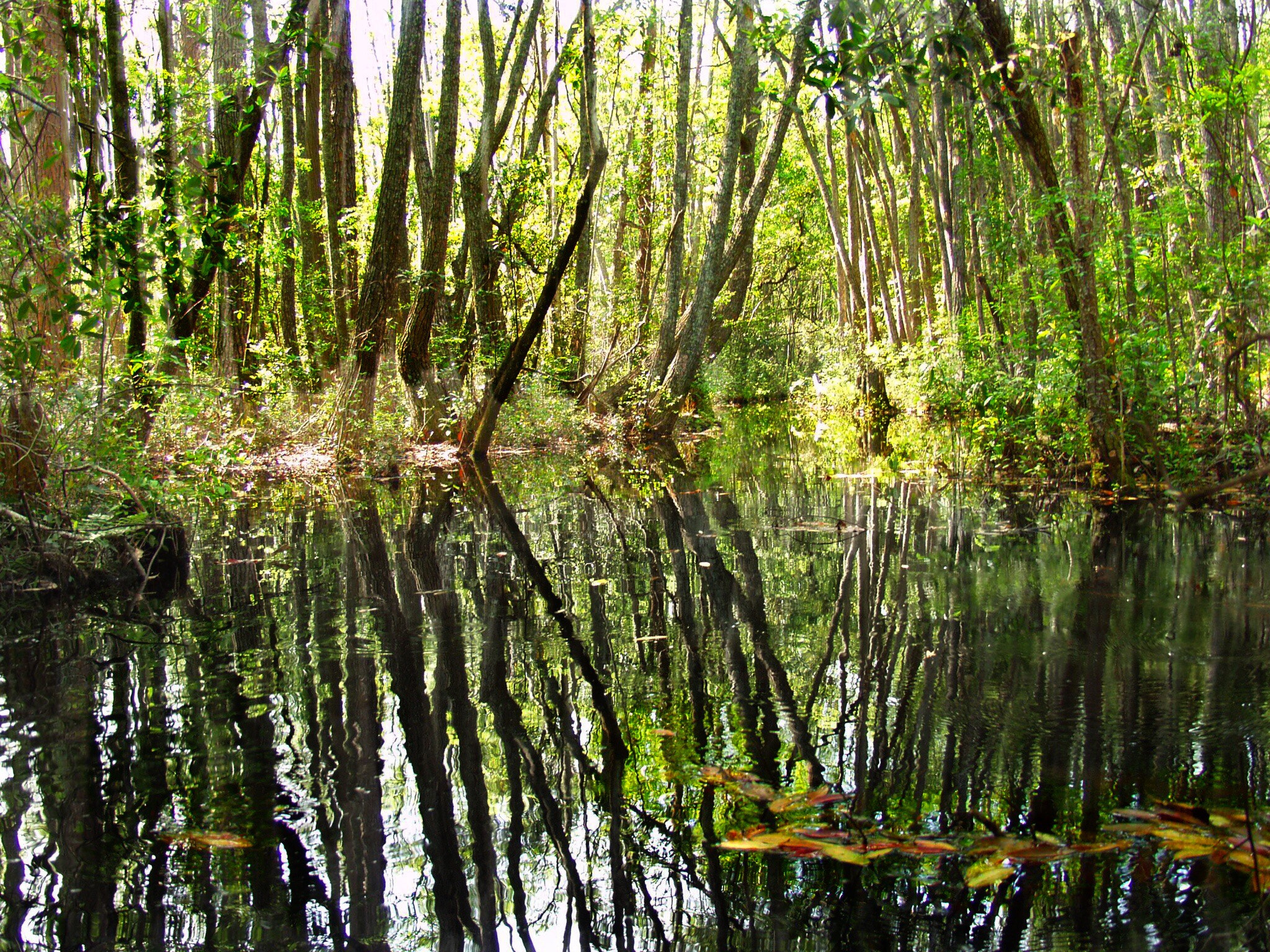 Olympus E-20,E-20N,E-20P sample photo. "peaceful stillness" okefenokee swamp photography