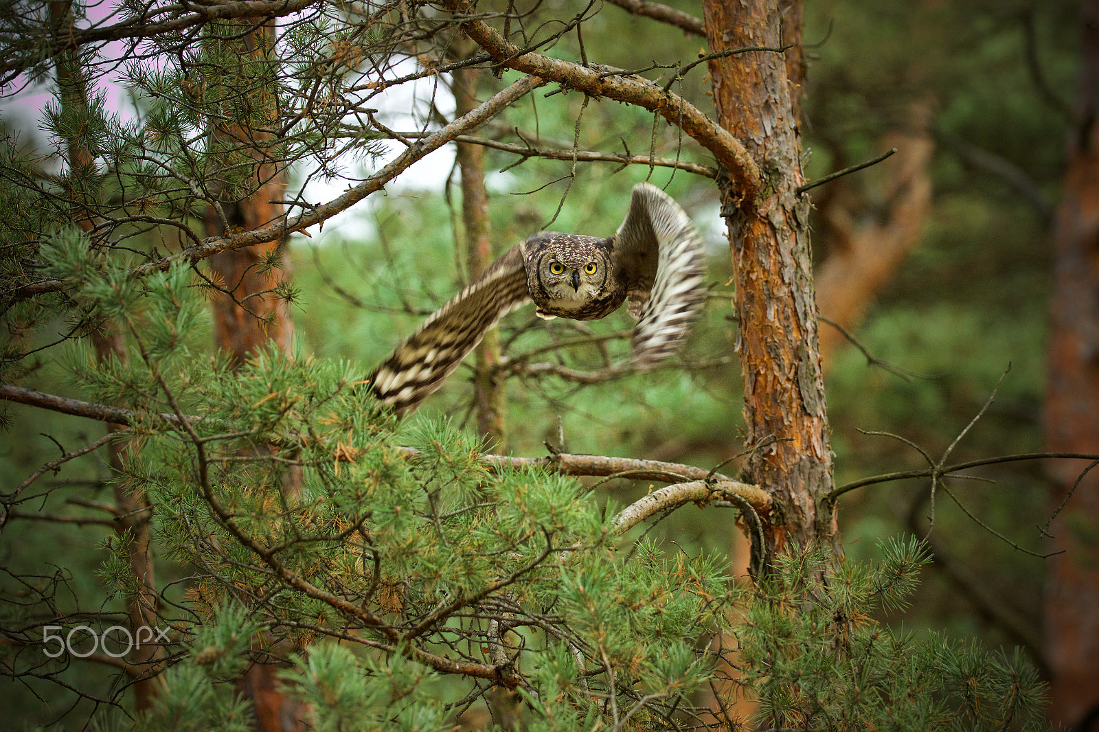 Canon EOS 7D Mark II + Canon EF 200-400mm F4L IS USM Extender 1.4x sample photo. Aerial maneuver photography