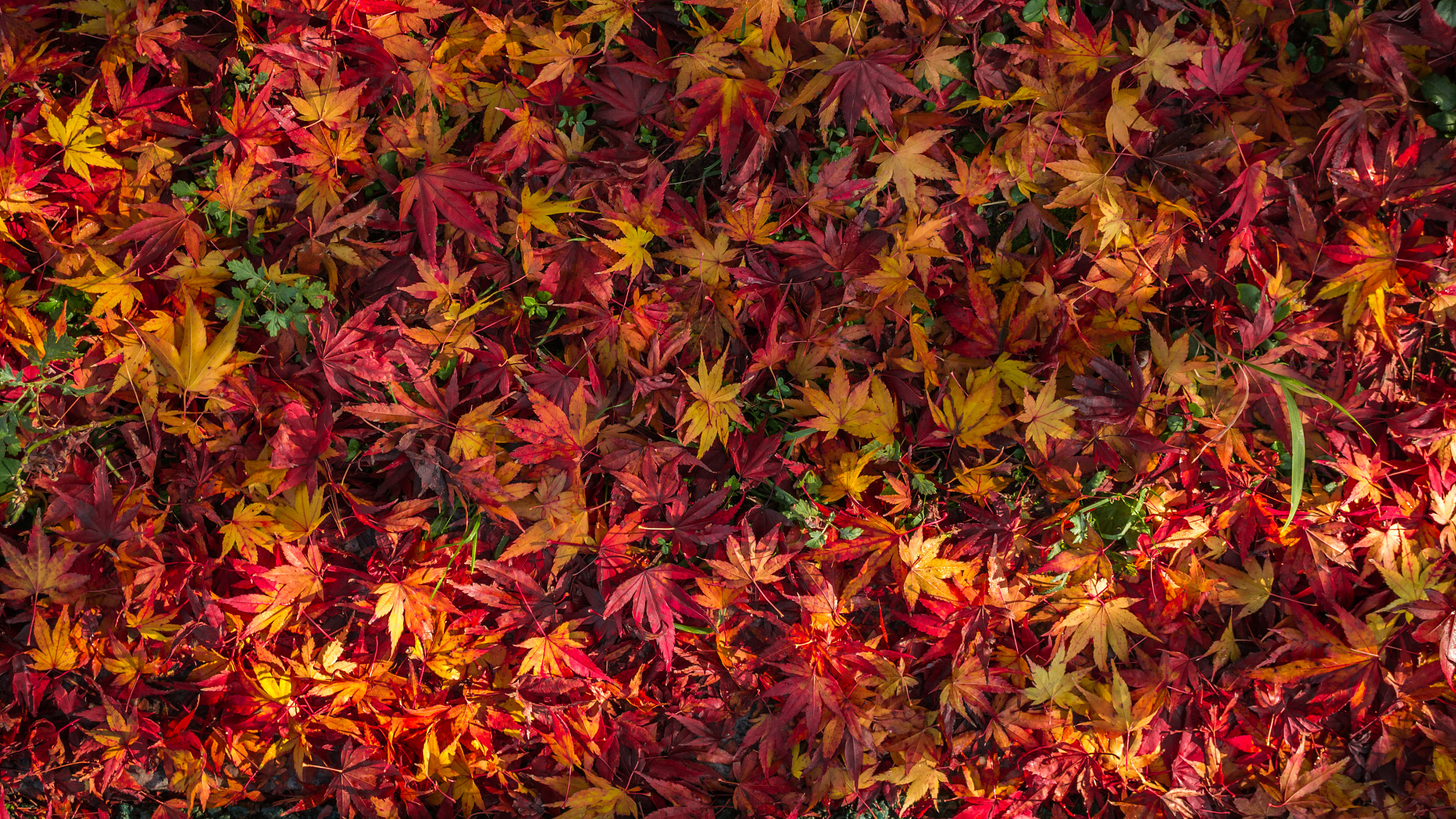 Sony Alpha NEX-5N + Sony E 30mm F3.5 Macro sample photo. Red fall photography