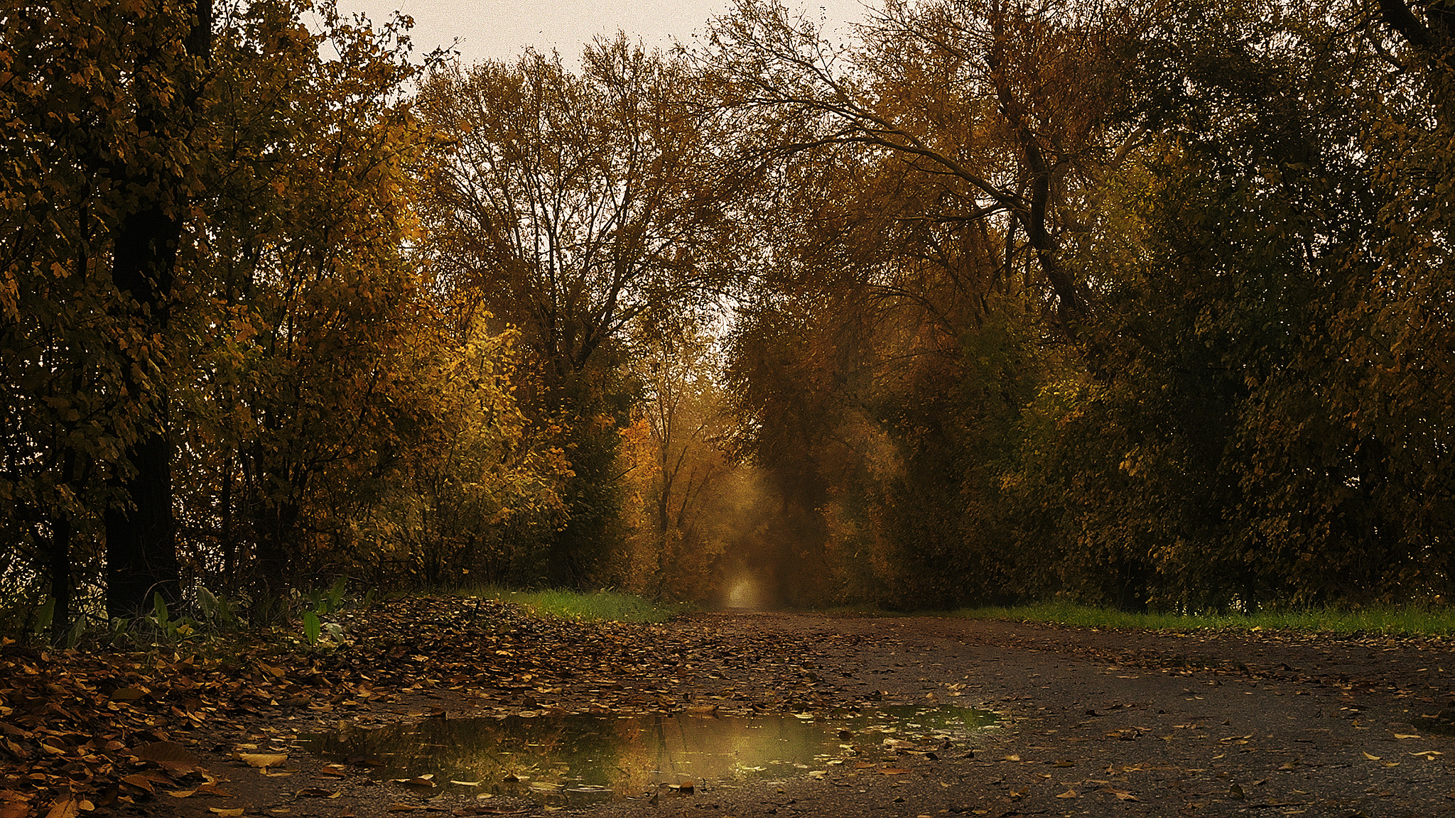 Nikon D500 + Sigma 15mm F2.8 EX DG Diagonal Fisheye sample photo. Autumn photography