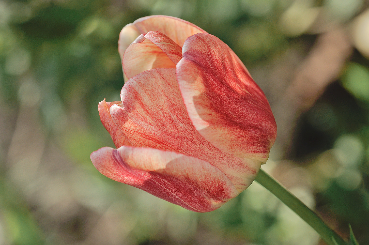 Nikon AF-S Nikkor 70-200mm F4G ED VR sample photo. Майское... photography