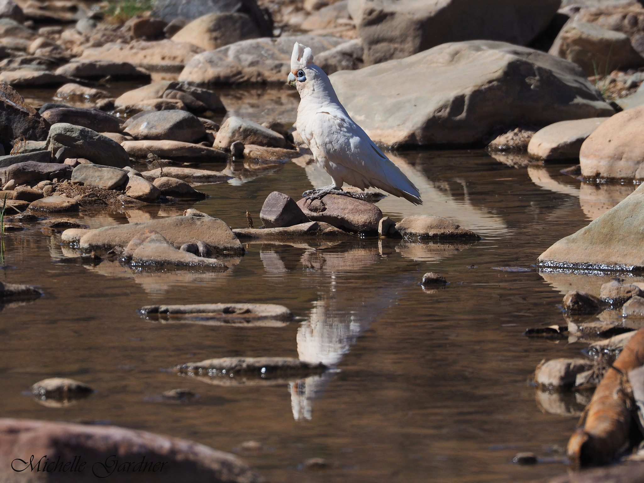 Olympus OM-D E-M10 sample photo. Little corella - parachilna gorge photography