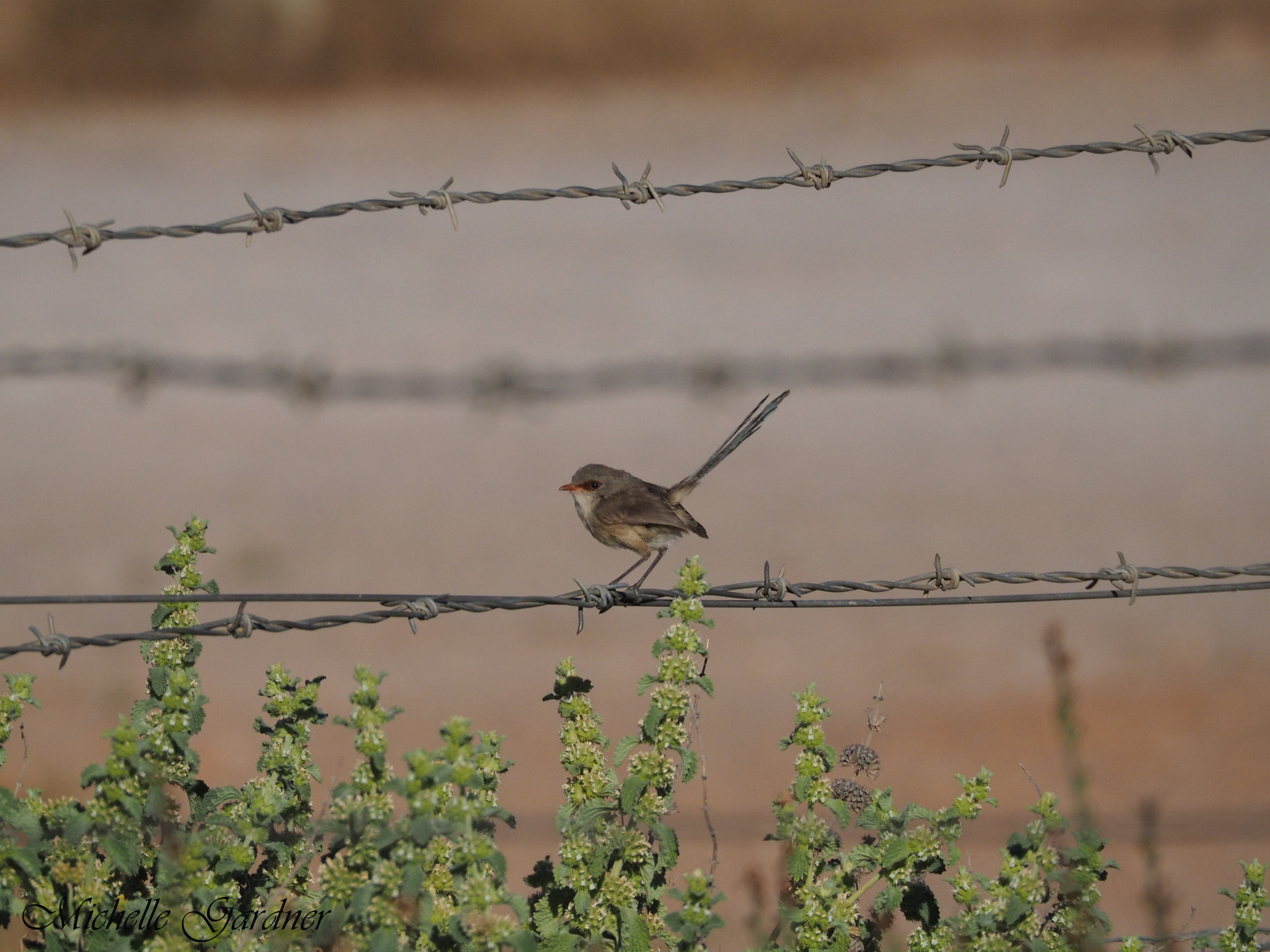 Olympus OM-D E-M10 sample photo. Bird on the wire photography