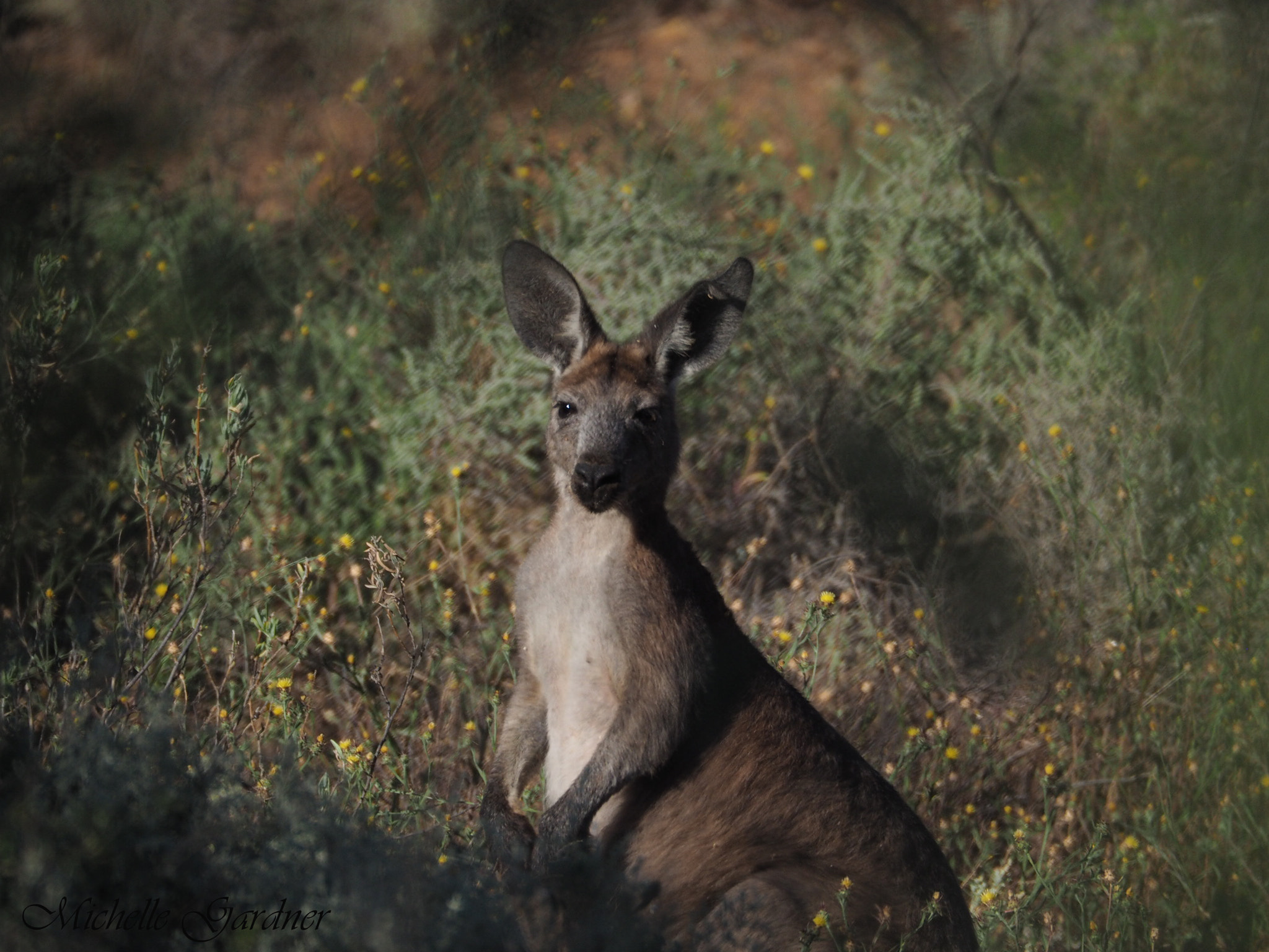 Olympus OM-D E-M10 sample photo. Through the bushes photography