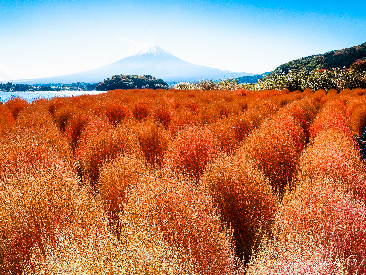 Olympus OM-D E-M1 + OLYMPUS M.12mm F2.0 sample photo. 富士山 photography