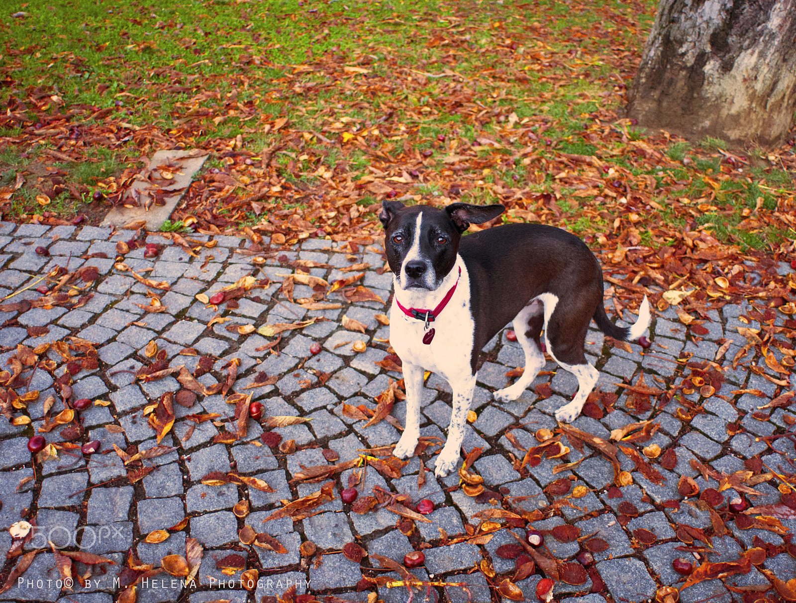 Nikon D300 + Nikon AF Nikkor 20mm F2.8D sample photo. Autumn dog photography