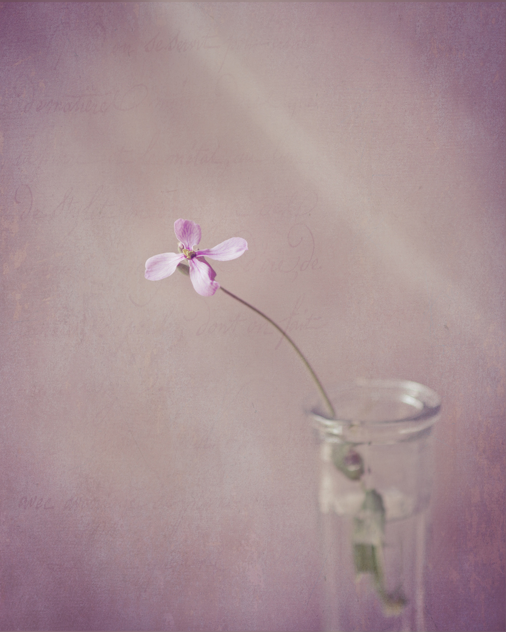 Canon EF 35-80mm f/4-5.6 sample photo. Sencilla flor photography