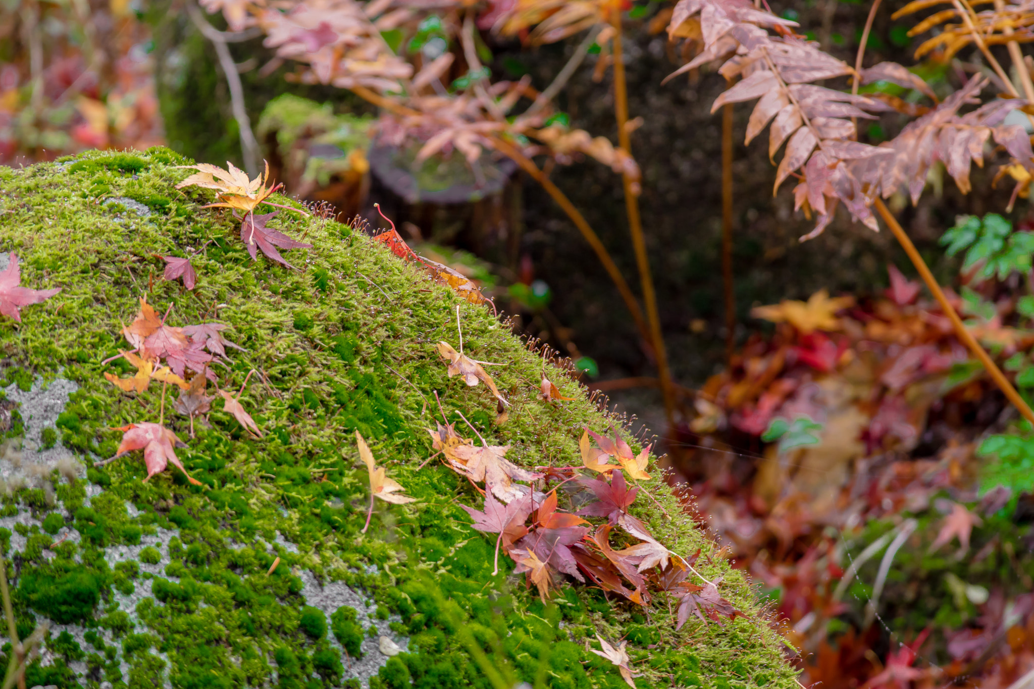 Canon EOS M3 sample photo. Dancing on the moss photography