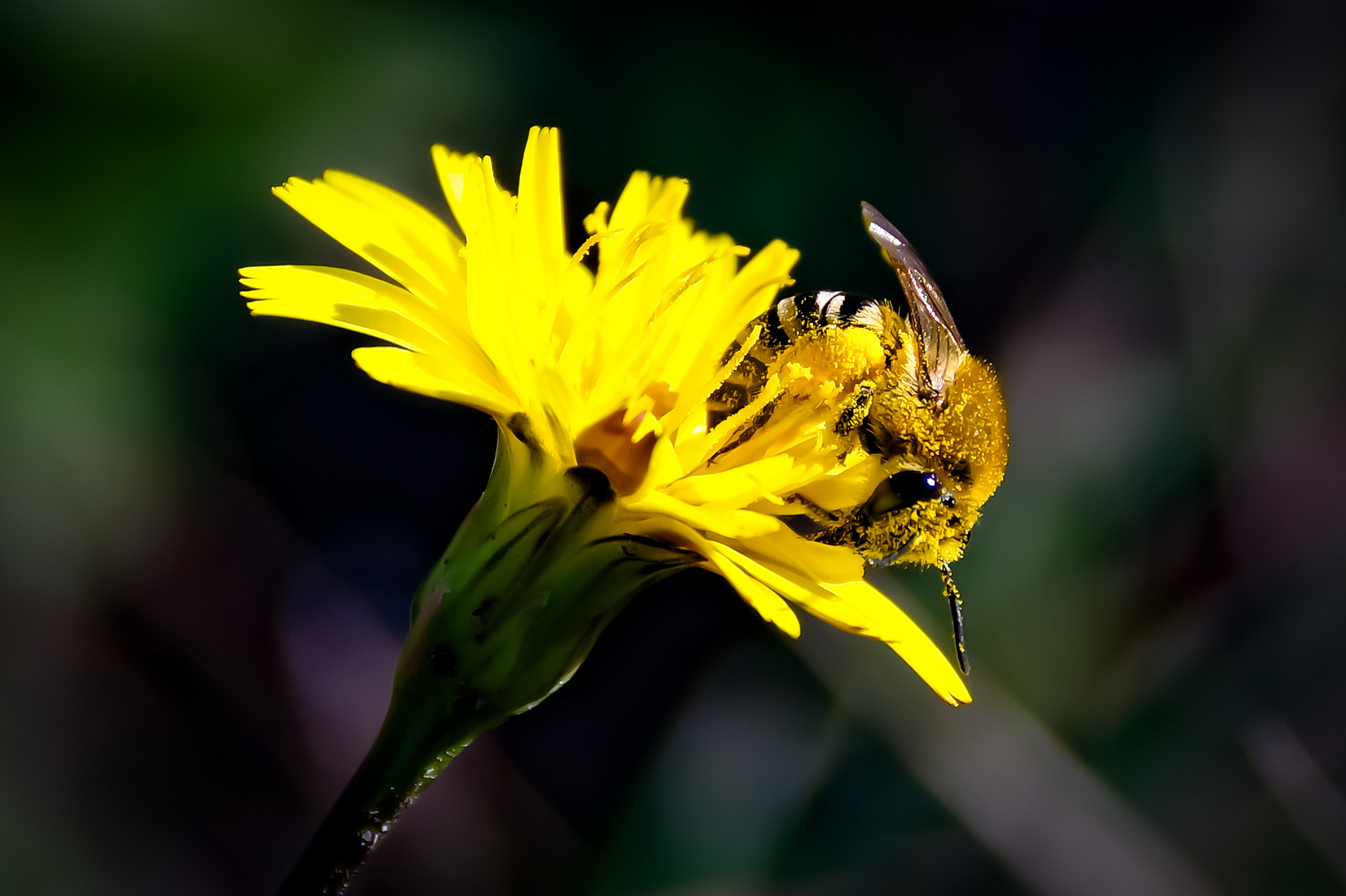 Sigma 18-300mm F3.5-6.3 DC Macro HSM sample photo. Bee photography