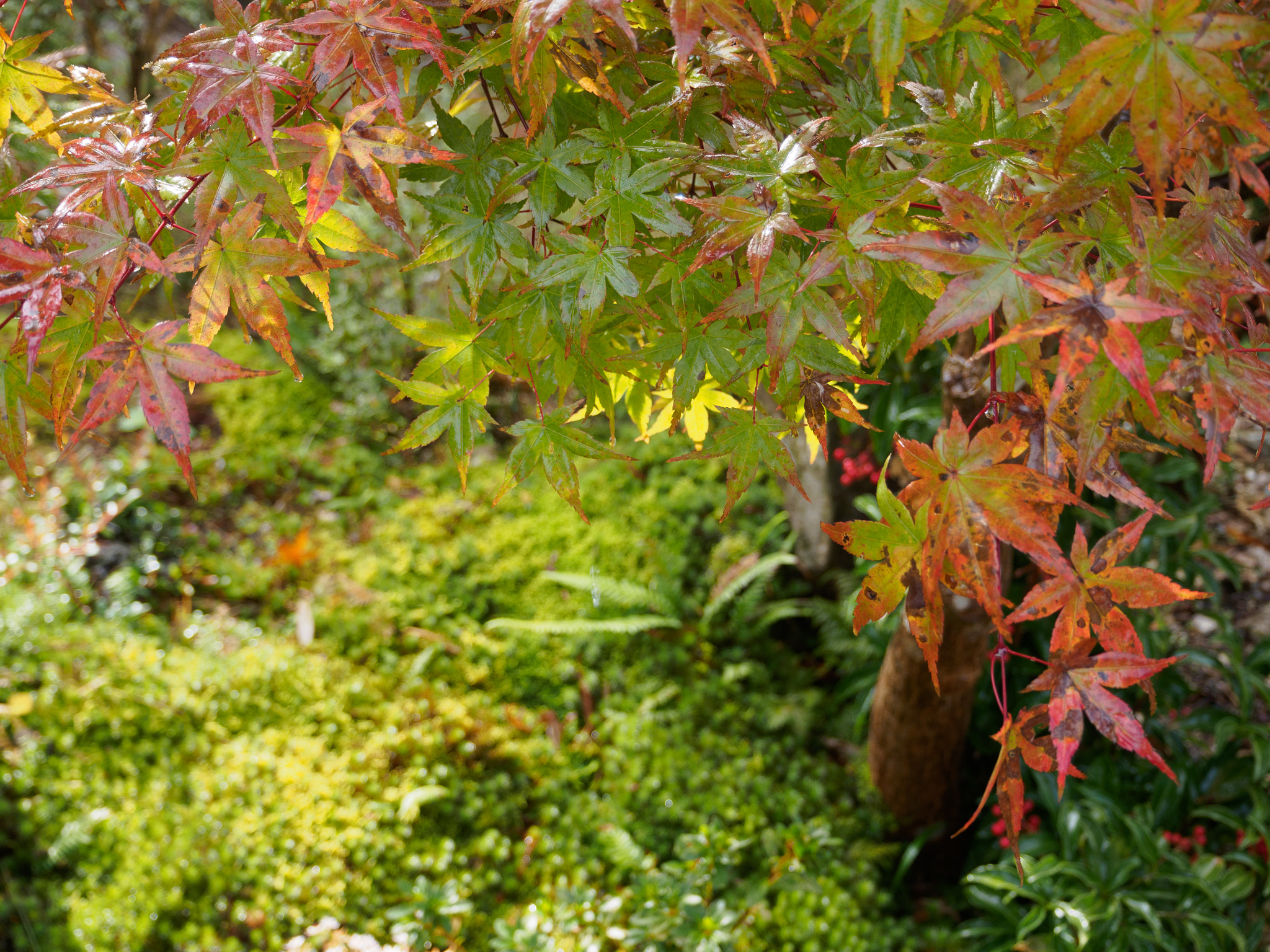 Olympus M.Zuiko Digital ED 14-42mm F3.5-5.6 EZ sample photo. 色づきはじめ (coloring begins) photography