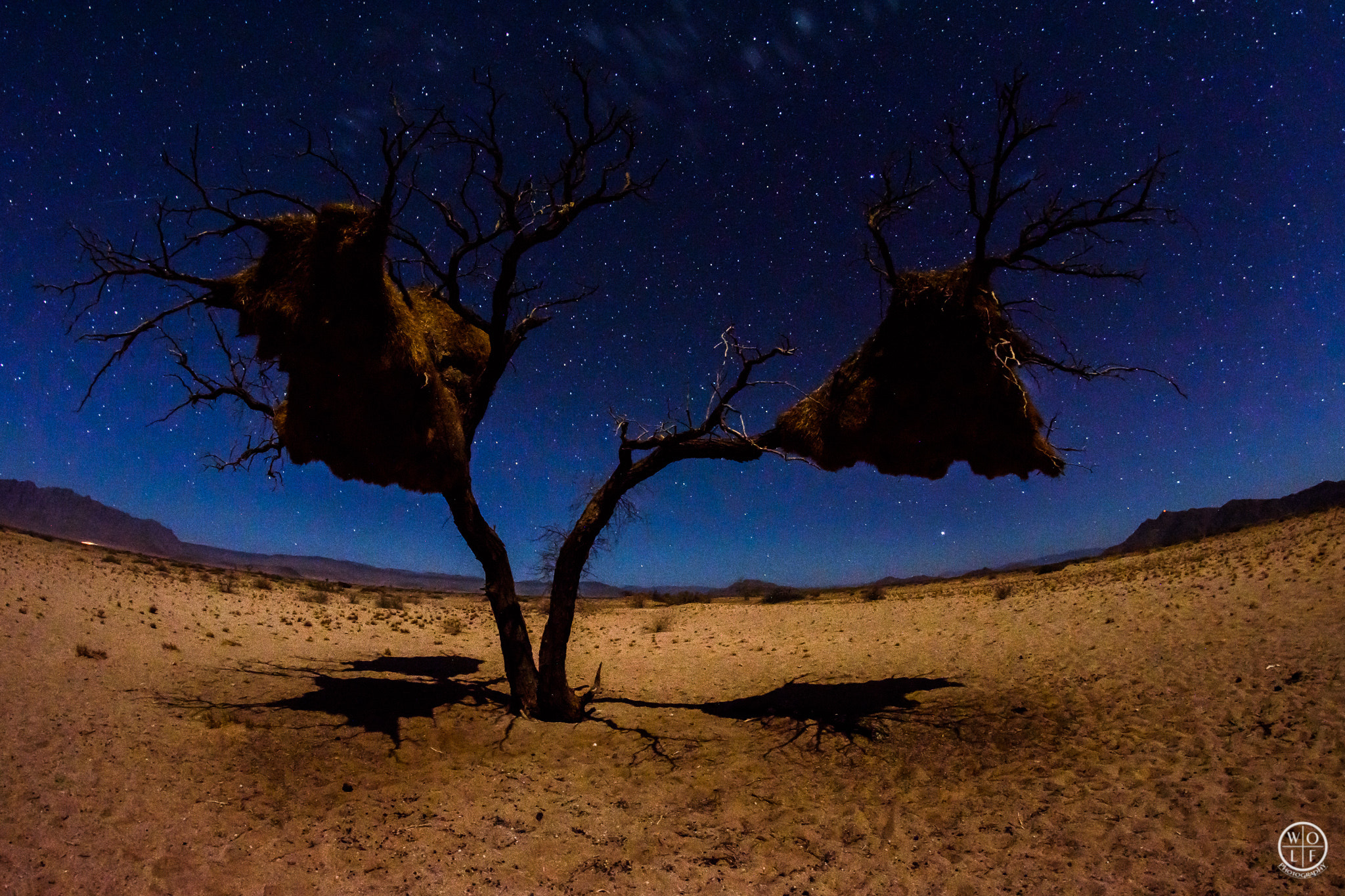 Nikon D7200 + Samyang 8mm F3.5 Aspherical IF MC Fisheye sample photo. Webervogelnester im mondlicht photography