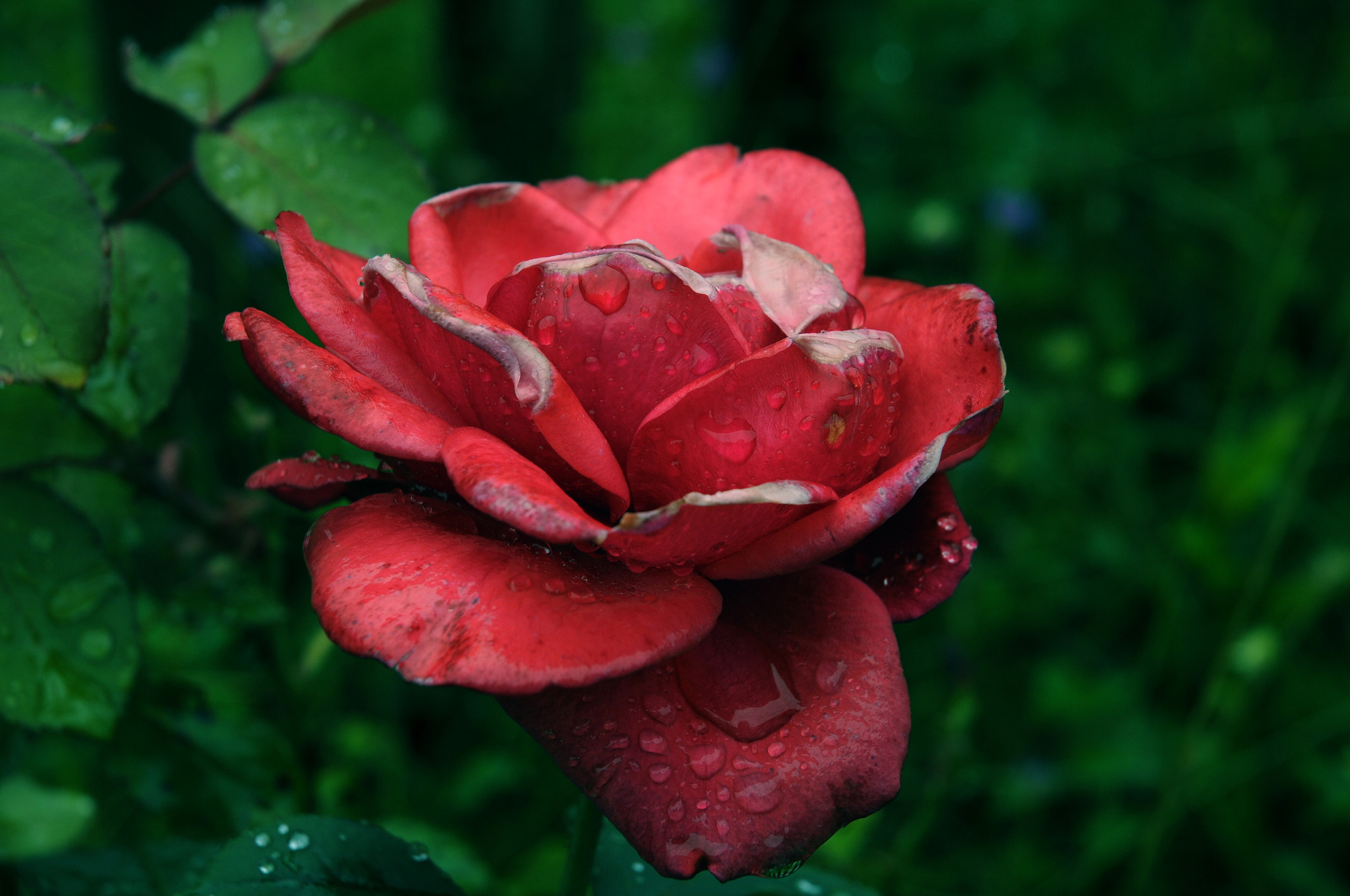 Nikon D300S sample photo. Rose photography