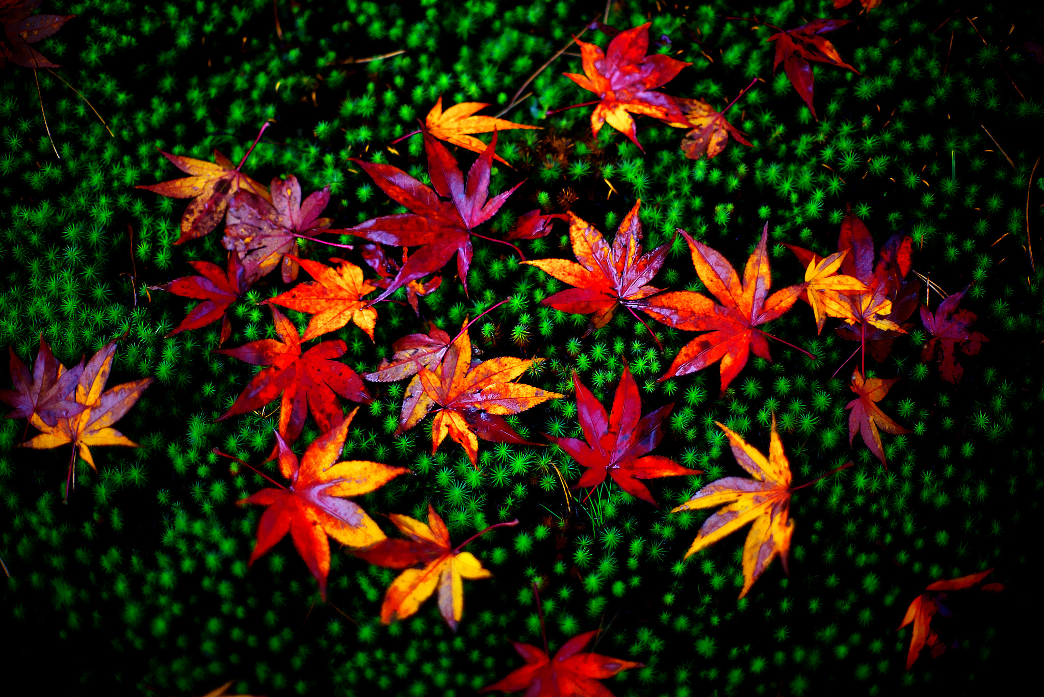 Sony a7S sample photo. Autumn rain in kaga photography