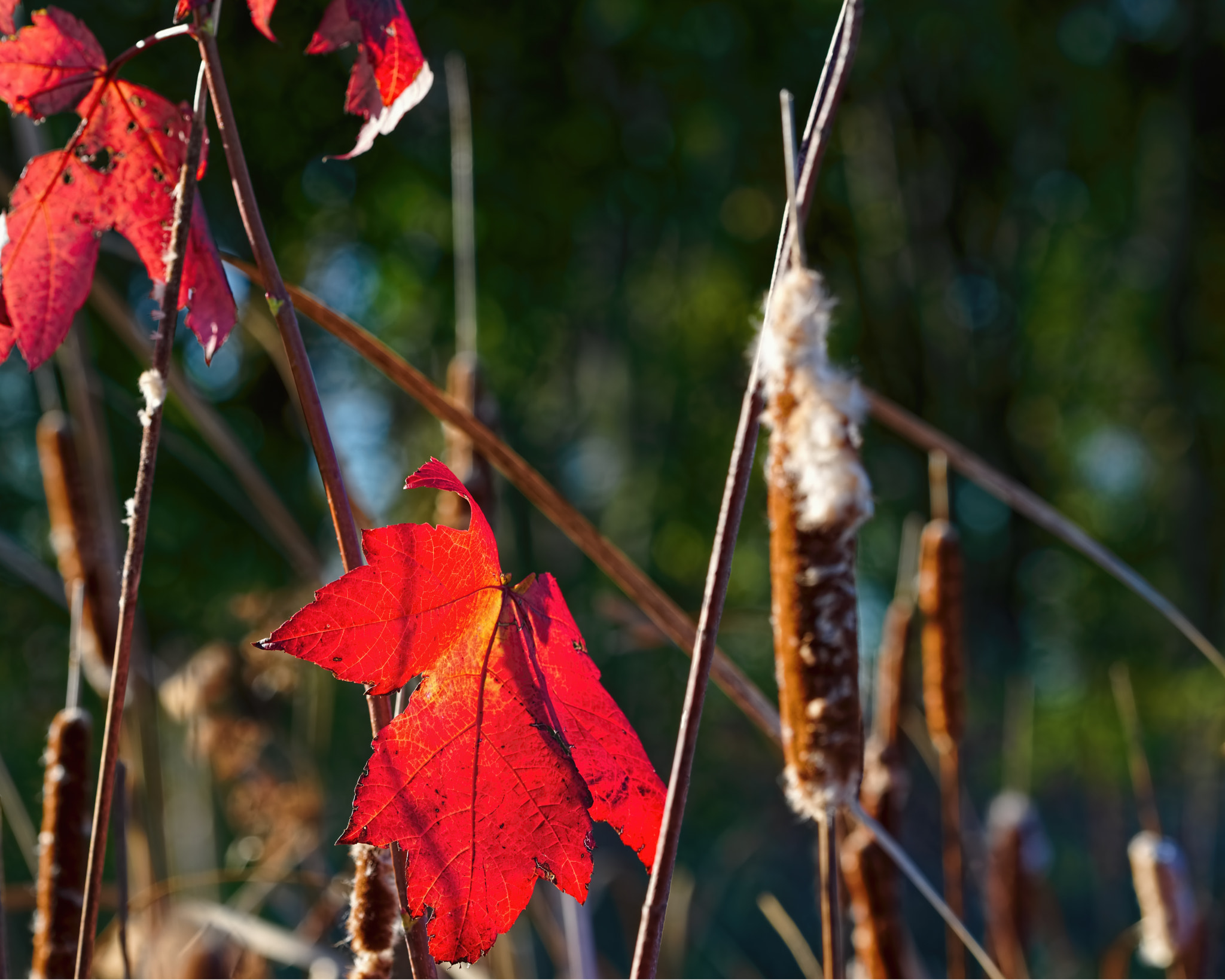 Sony a7R + Sony FE 70-200mm F4 G OSS sample photo. Maple & cattail photography