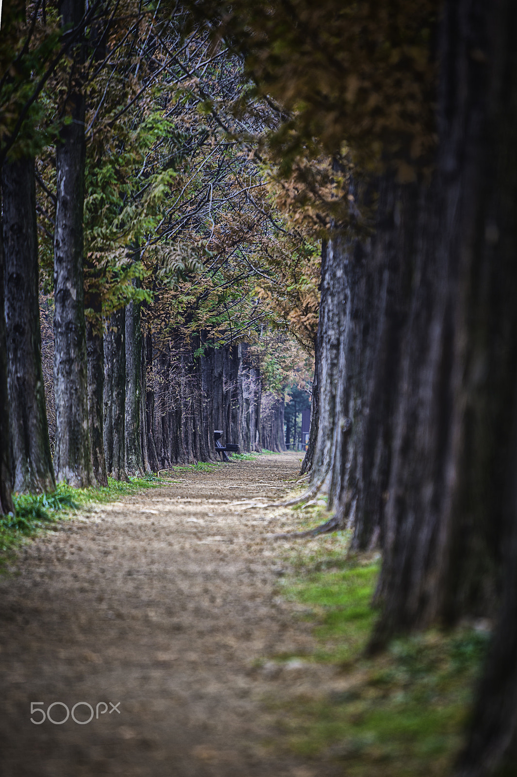 Canon EF 70-200mm F2.8L IS USM sample photo. Spend late autumn #2 photography
