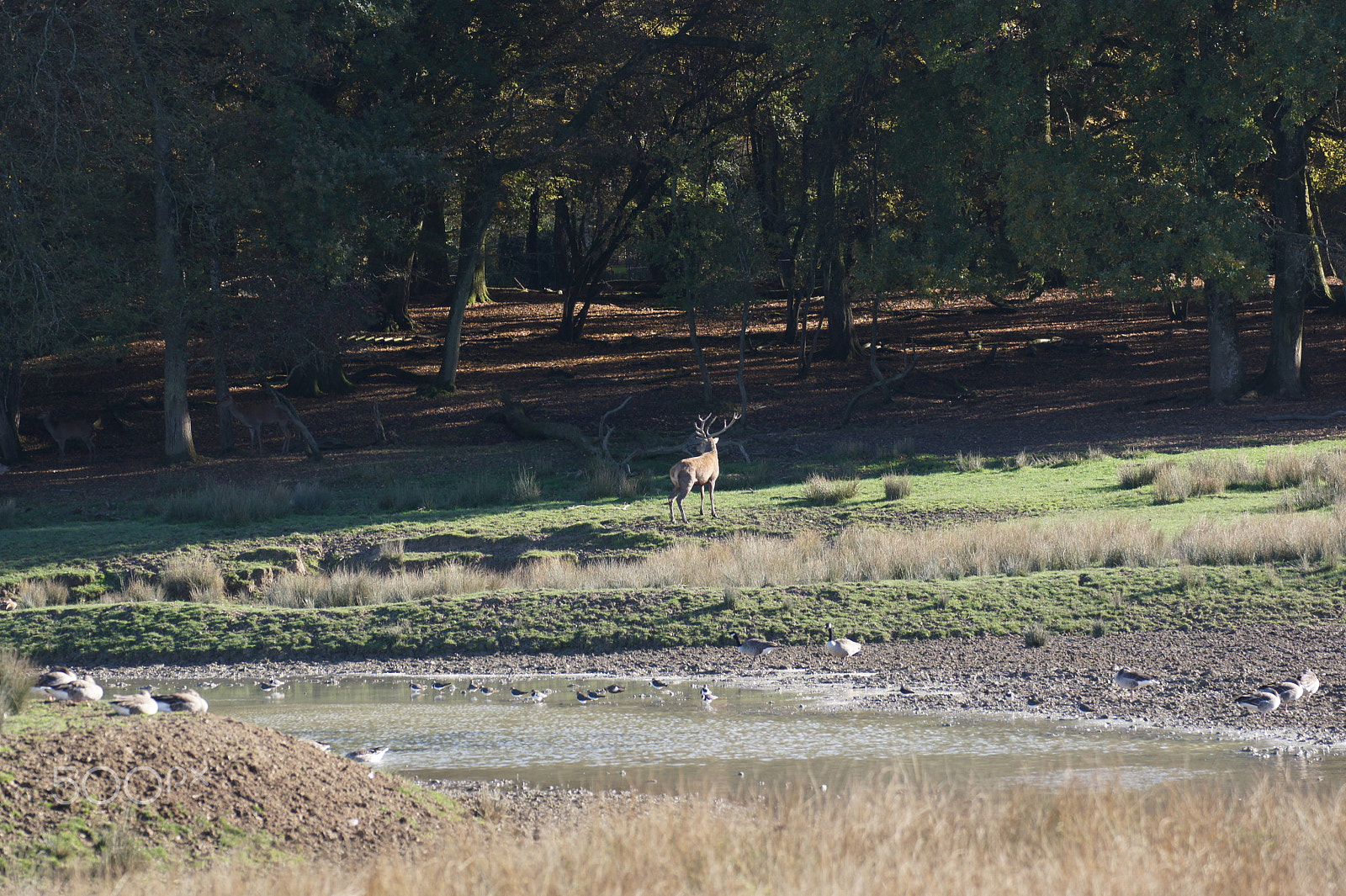 Sony Alpha DSLR-A450 + Tamron SP 70-300mm F4-5.6 Di USD sample photo. 1307 photography