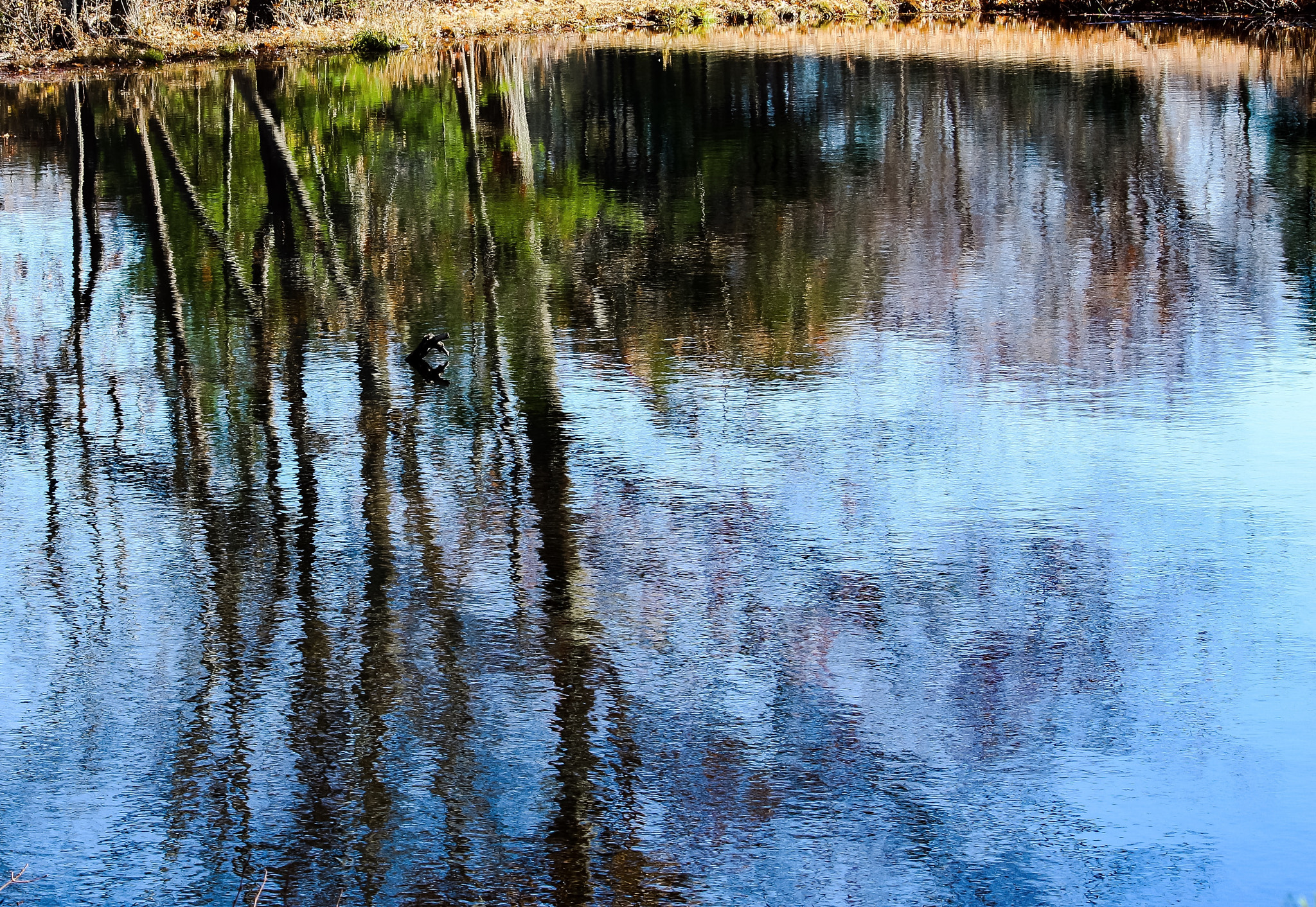 Canon EF-S 55-250mm F4-5.6 IS II sample photo. Pond reflections photography