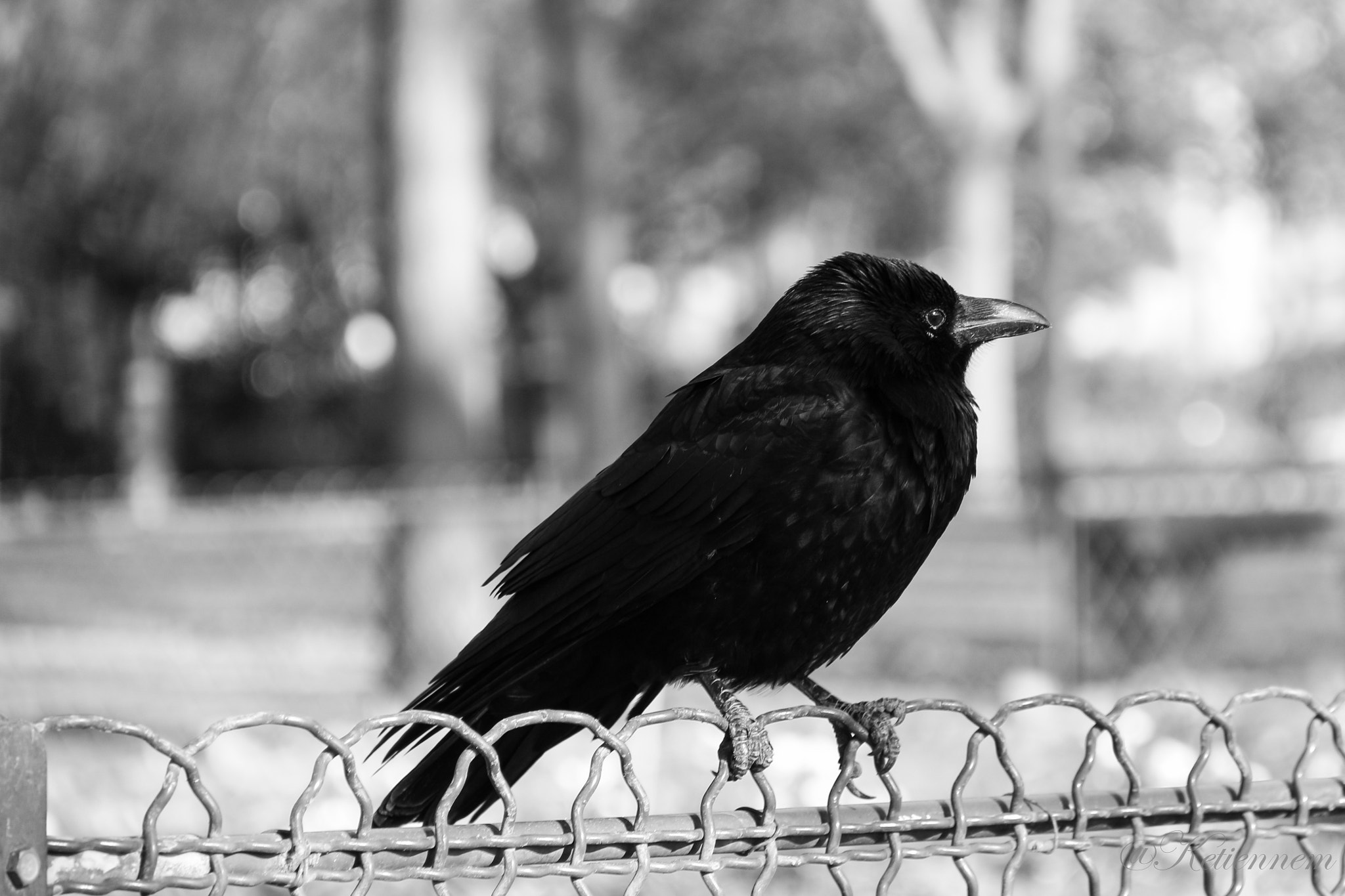 Canon EOS 650D (EOS Rebel T4i / EOS Kiss X6i) sample photo. Nevermore photography