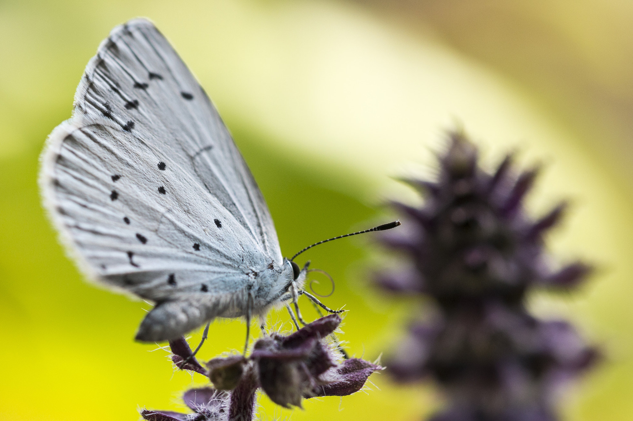 Sigma APO Macro 150mm f/2.8 EX DG HSM sample photo. Resting butterfly photography