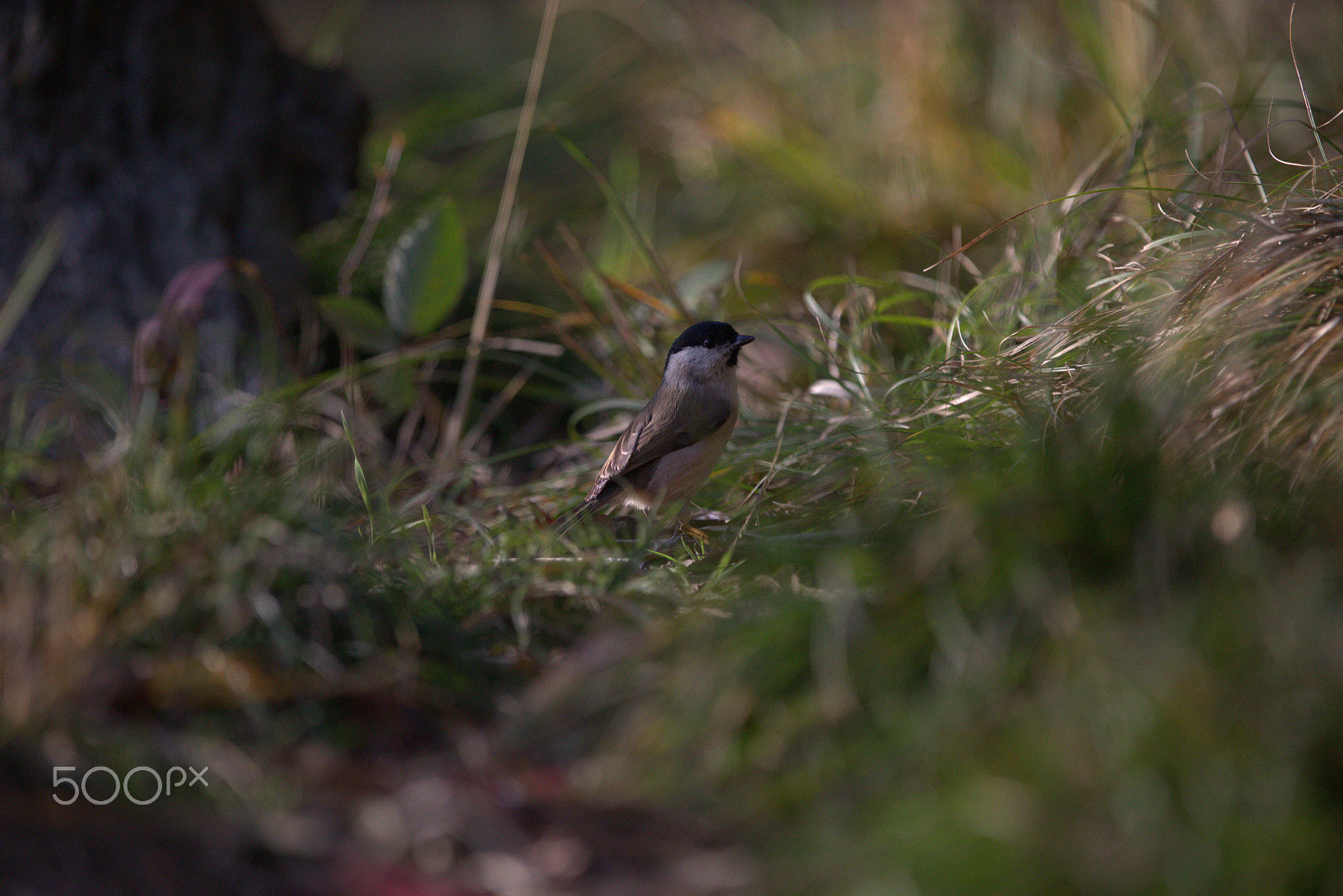 Canon EF 300mm F2.8L IS USM sample photo. In the wood photography