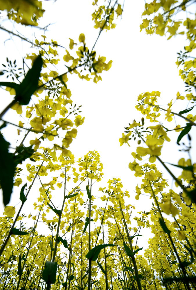 Nikon D600 sample photo. 【vd视觉记忆】【2013.03.01】春花 photography