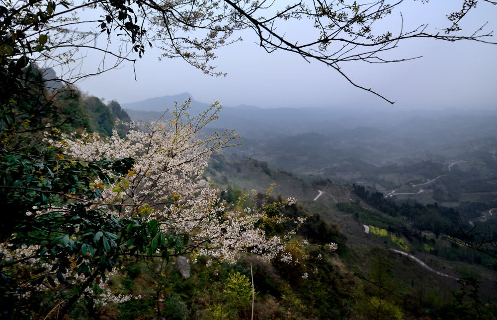 Nikon D600 sample photo. 【vd视觉记忆】【2013.03.01】春花 photography