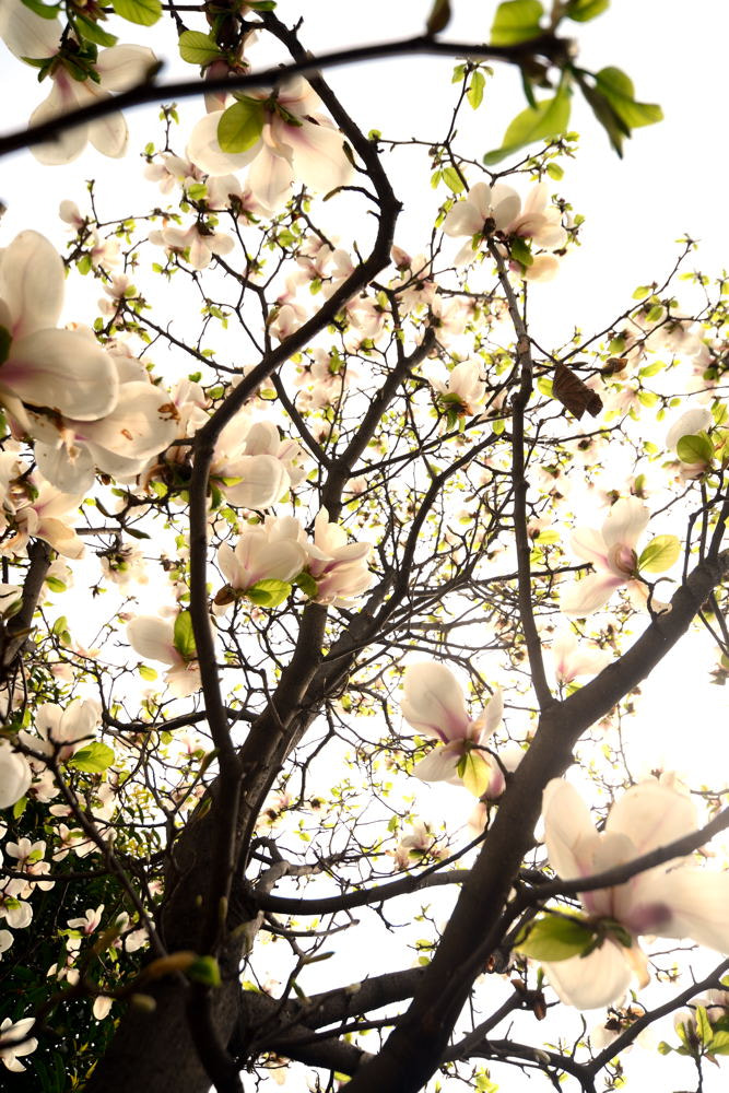 Nikon D600 sample photo. 【vd视觉记忆】【2013.03.01】春花 photography