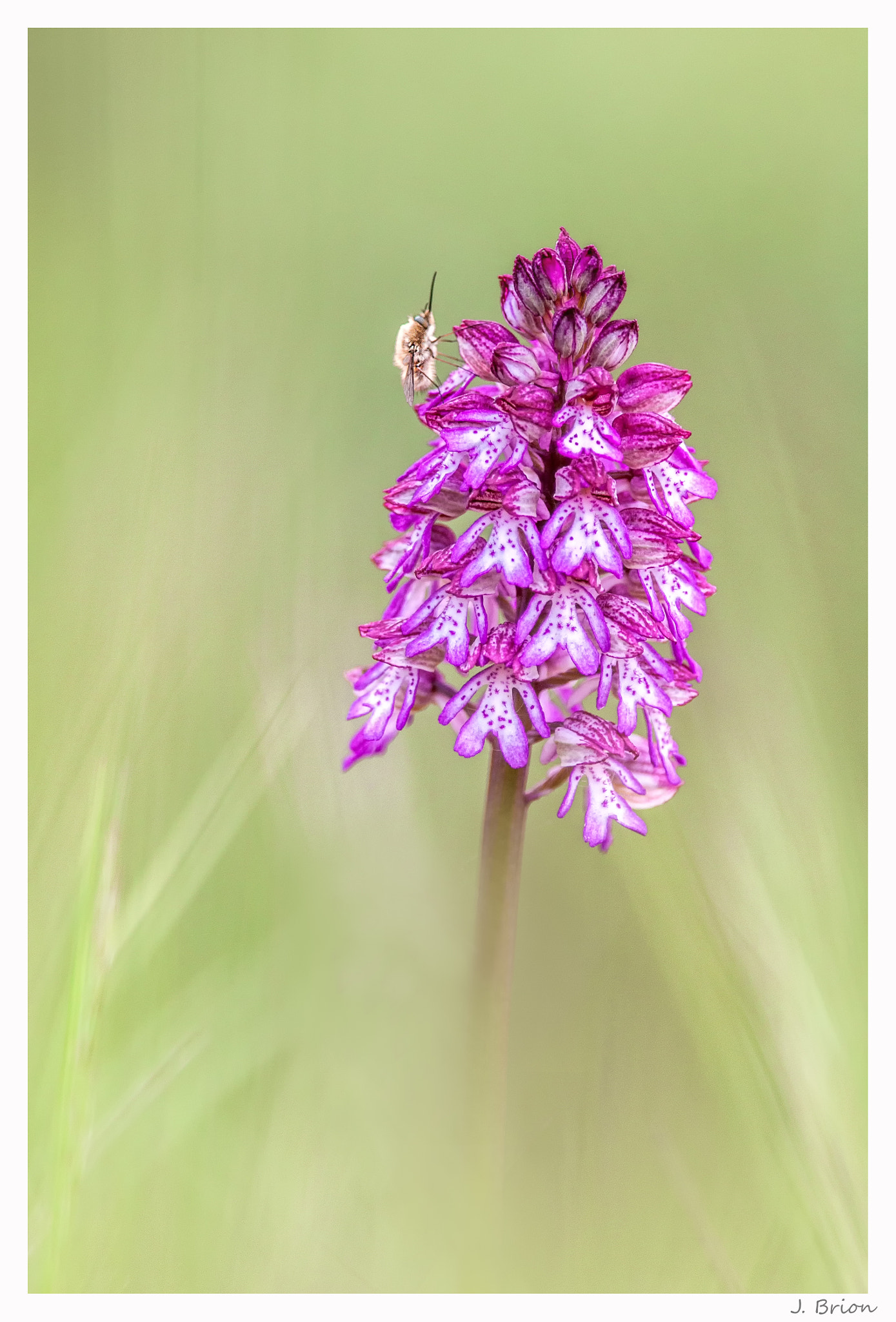 Nikon D90 sample photo. Nounours sur sa fleur photography