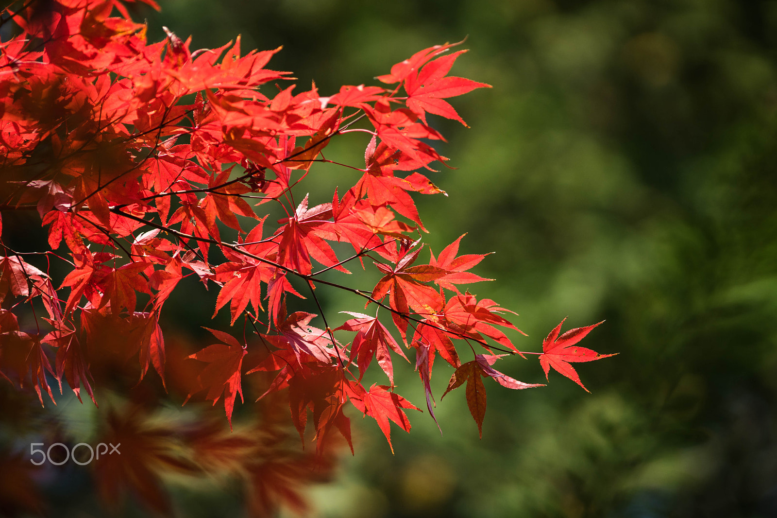 Sony a7 II + Canon EF 200mm F2.8L II USM sample photo. Autumn color photography