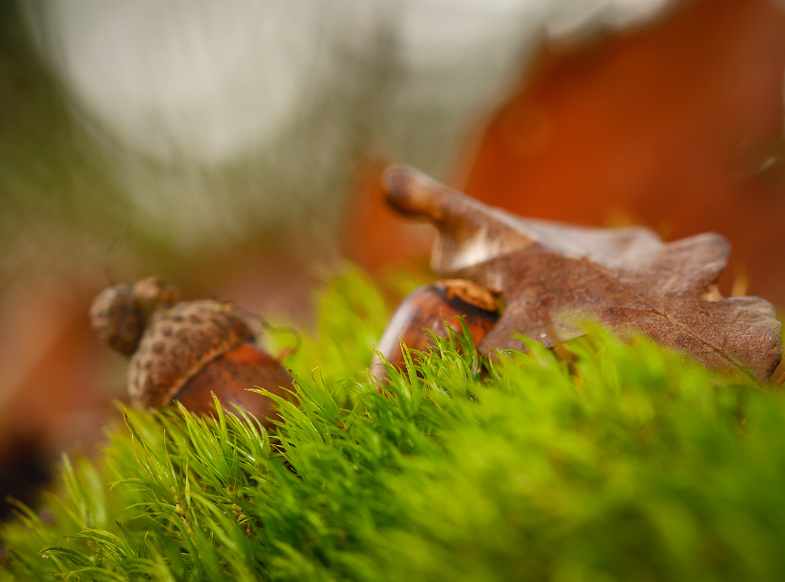 Nikon D300 sample photo. Fall photography