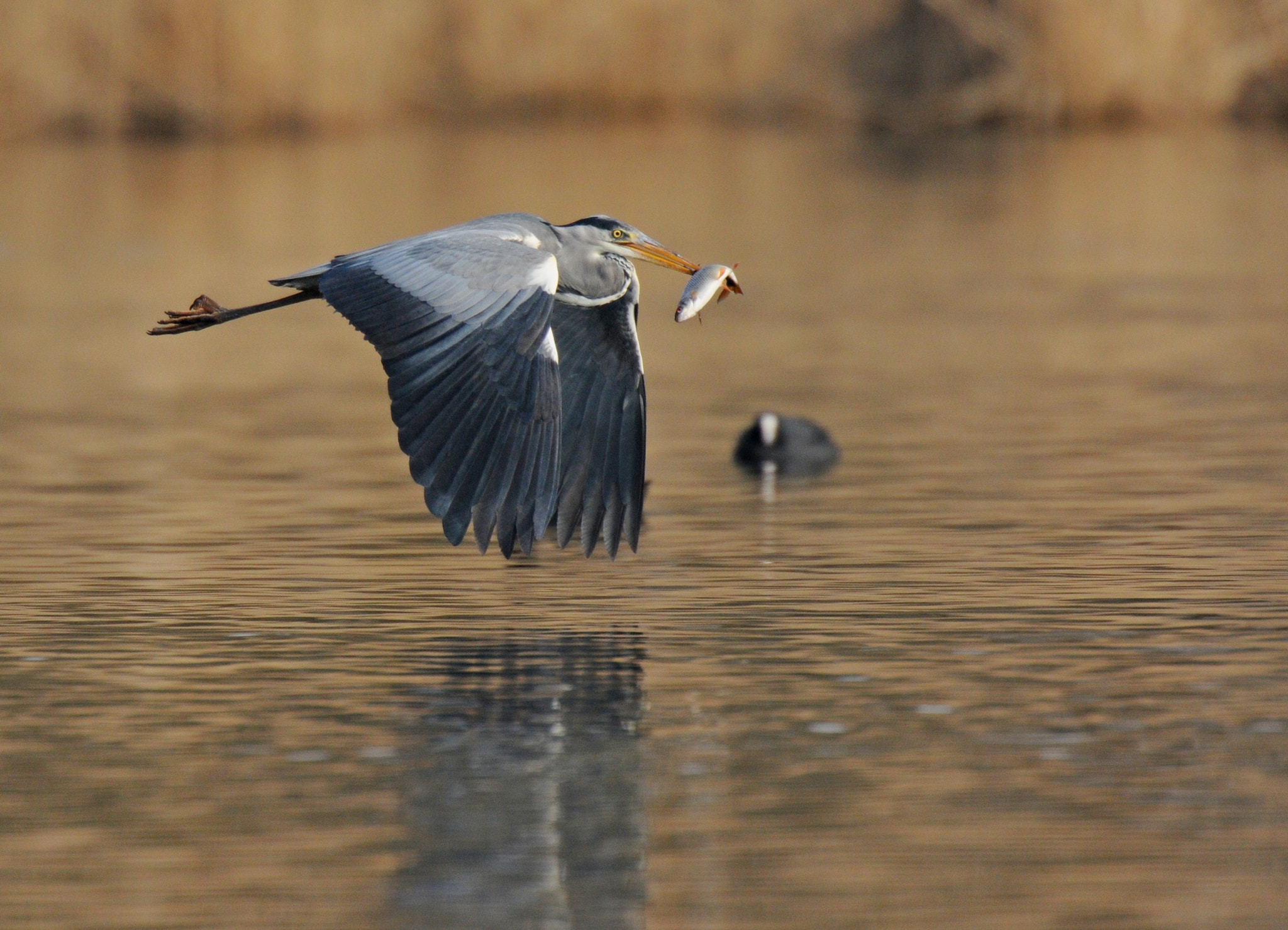 AF-S Nikkor 600mm f/4D IF-ED + TC-14E sample photo. Enjoy your meal photography