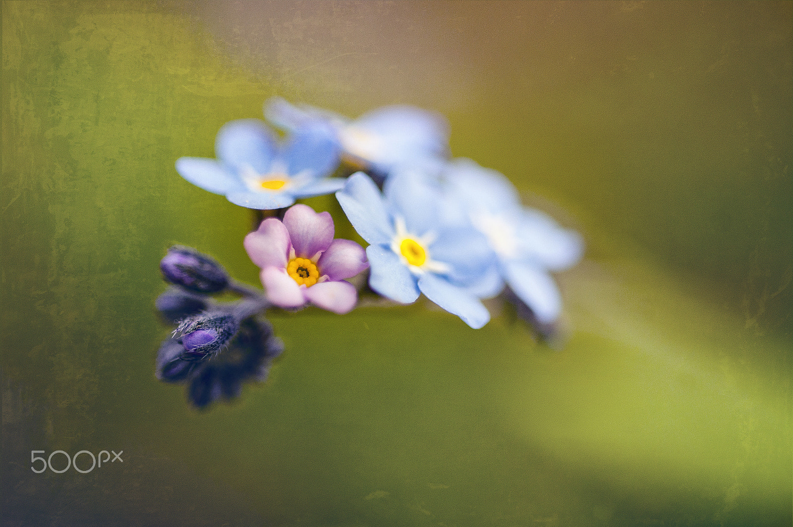 Sigma 105mm F2.8 EX DG OS HSM sample photo. Remember me photography