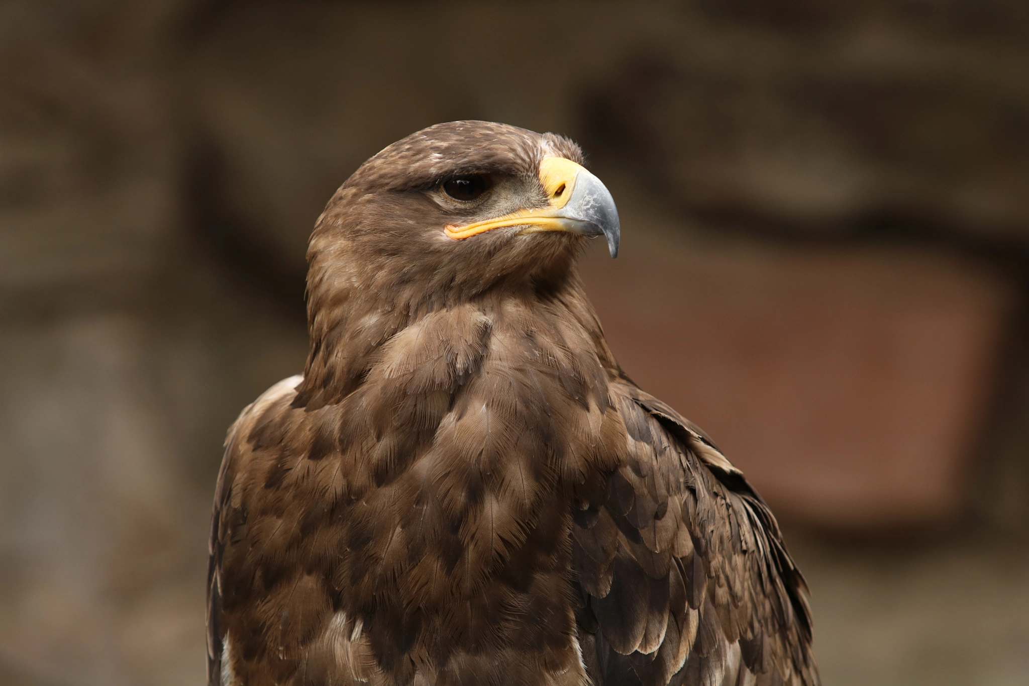 Canon EF 70-200mm F2.8L USM sample photo. Regard photography