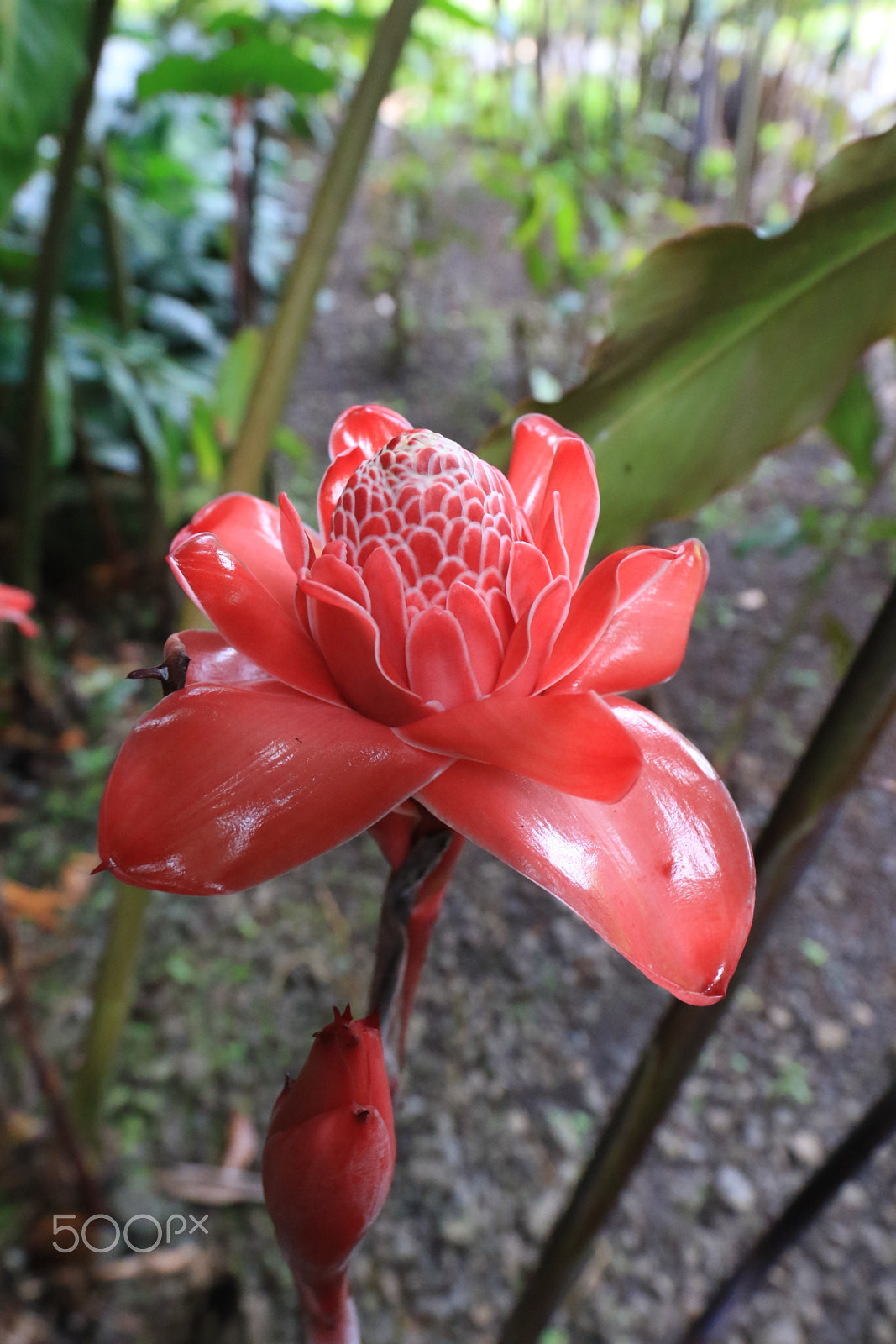 Canon EF 16-35mm F4L IS USM sample photo. Rose de porcelaine - tahiti photography