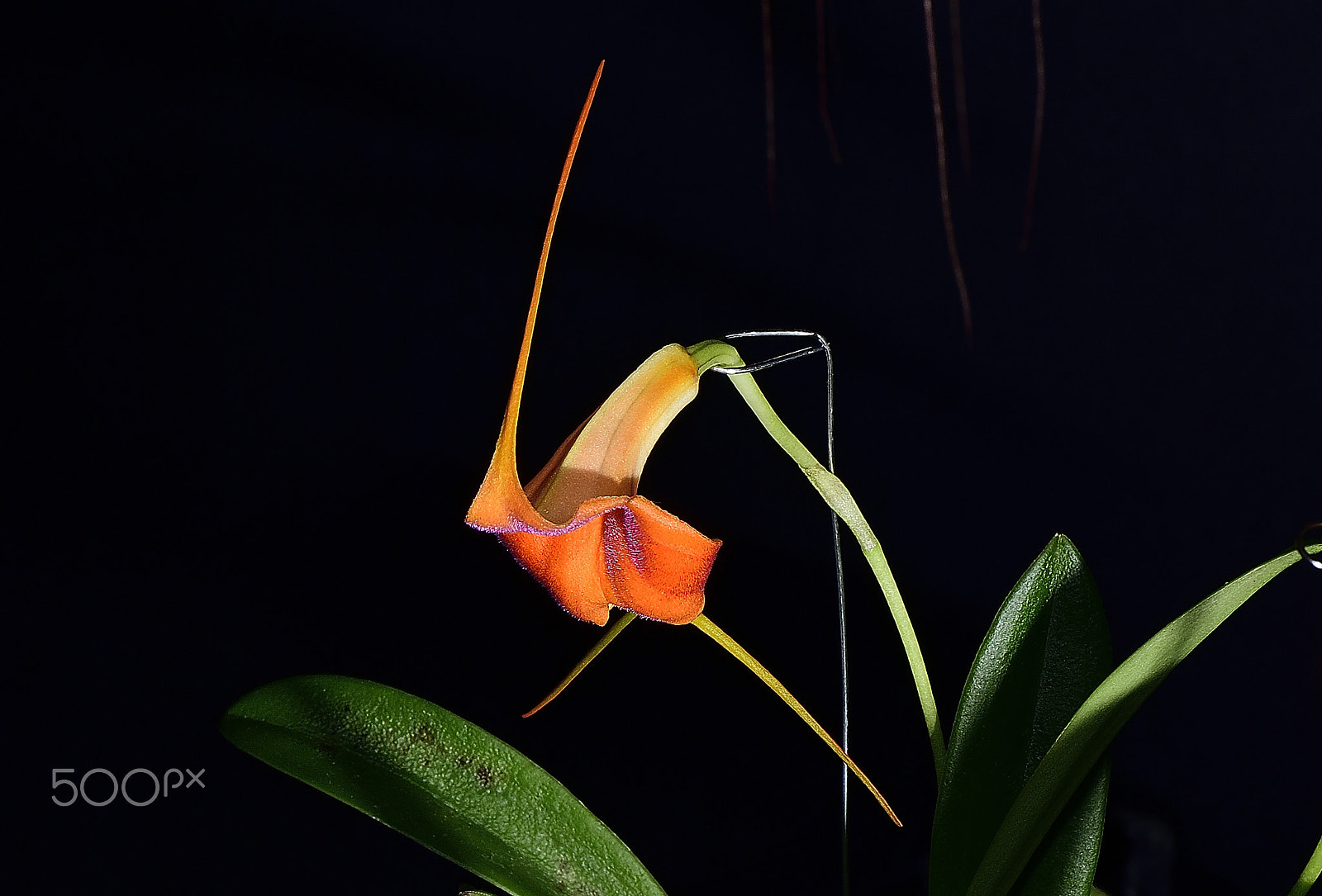 Nikon D200 sample photo. Orchid flower ~ kobe orcha exhibition神戸洋蘭展 ~1 photography