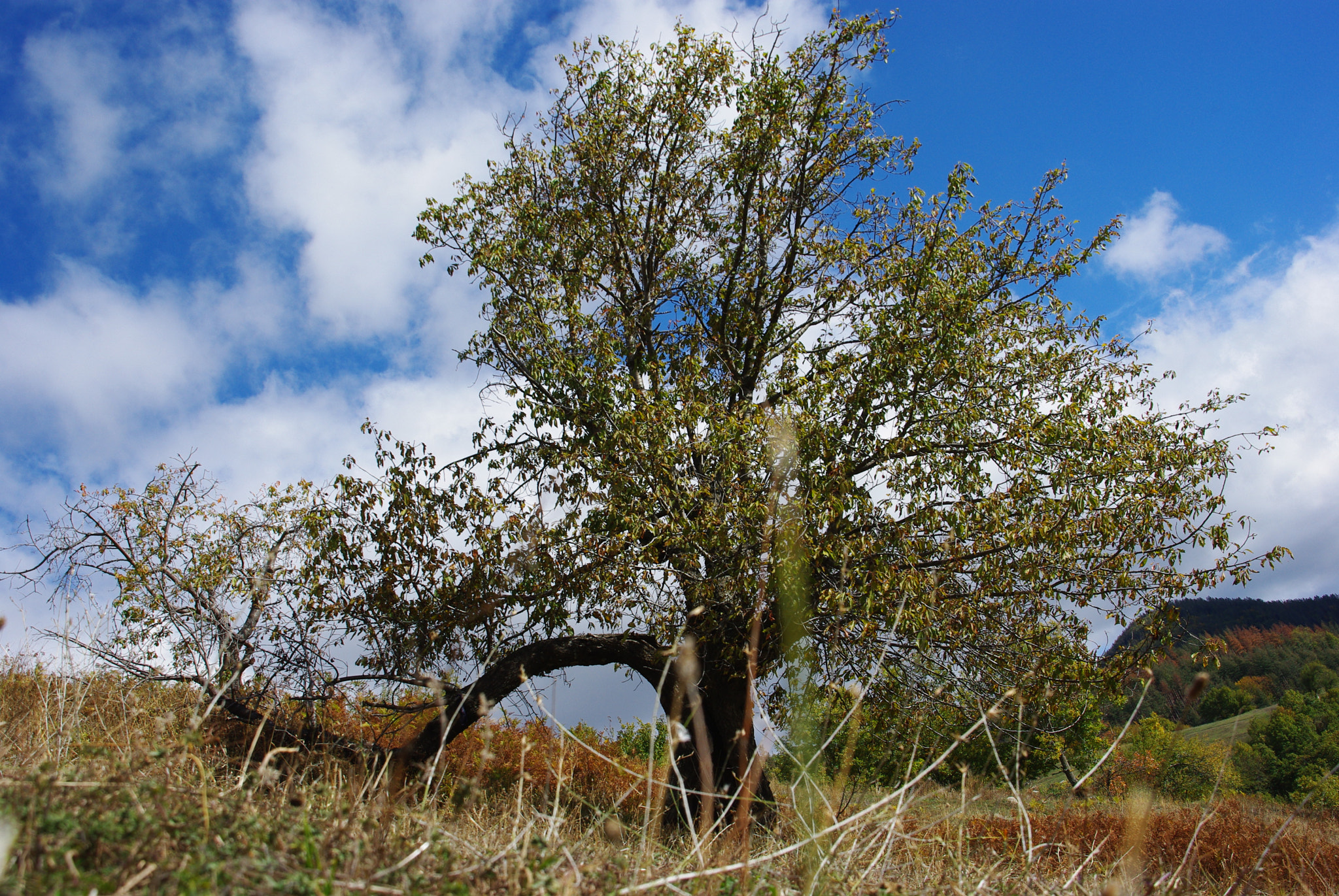 Pentax K-m (K2000) + Sigma 18-200mm F3.5-6.3 DC sample photo. Nedelino, bulgaria photography