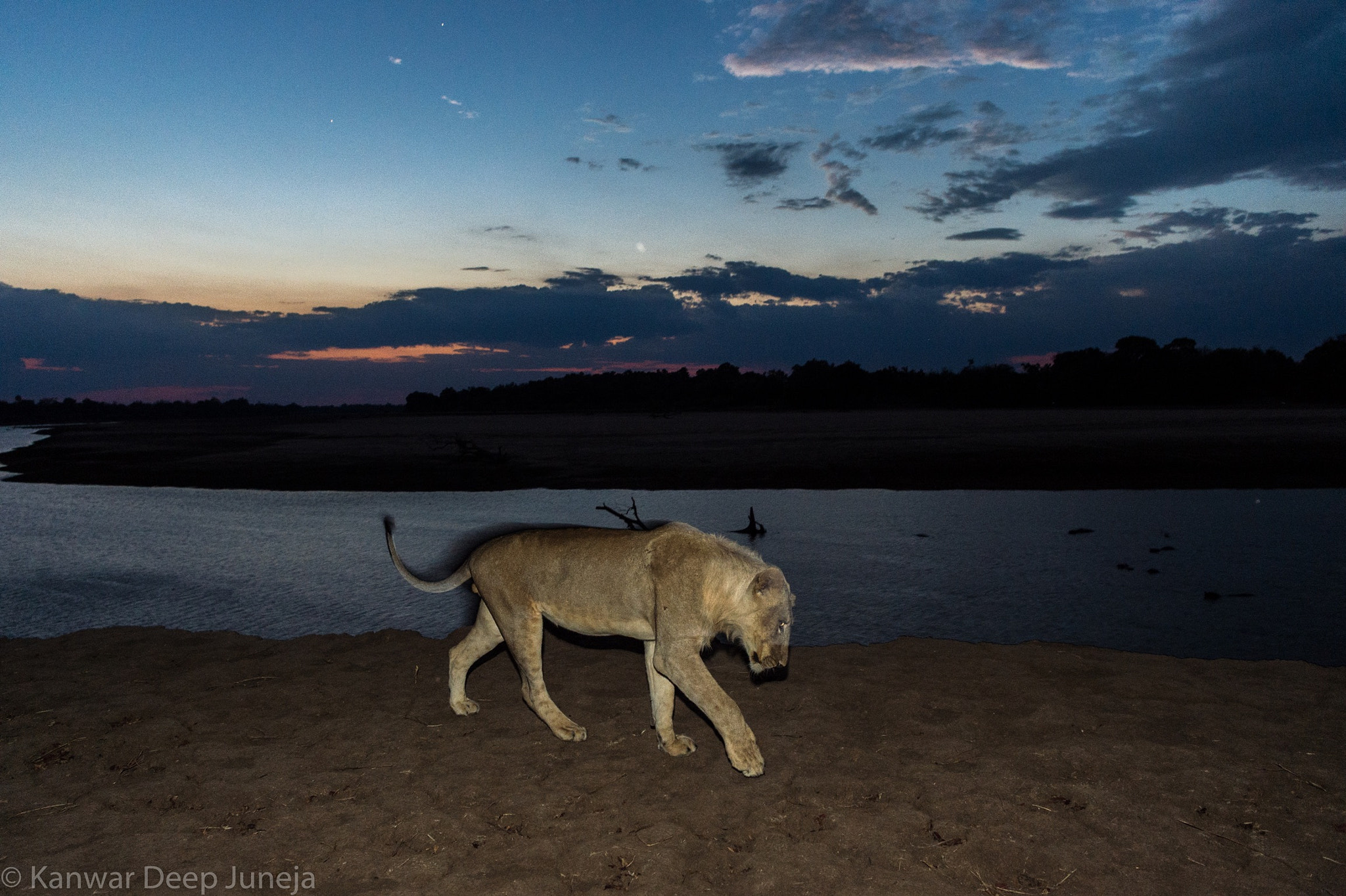 Nikon D4S + Nikon AF-S Nikkor 24-70mm F2.8E ED VR sample photo. Young lion finding his own... photography
