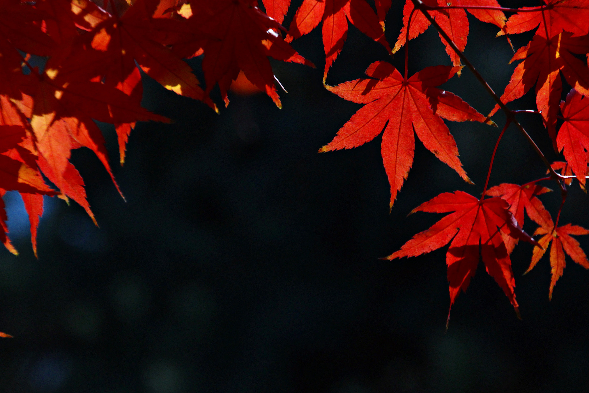 Canon EOS 650D (EOS Rebel T4i / EOS Kiss X6i) sample photo. Burning leaves photography
